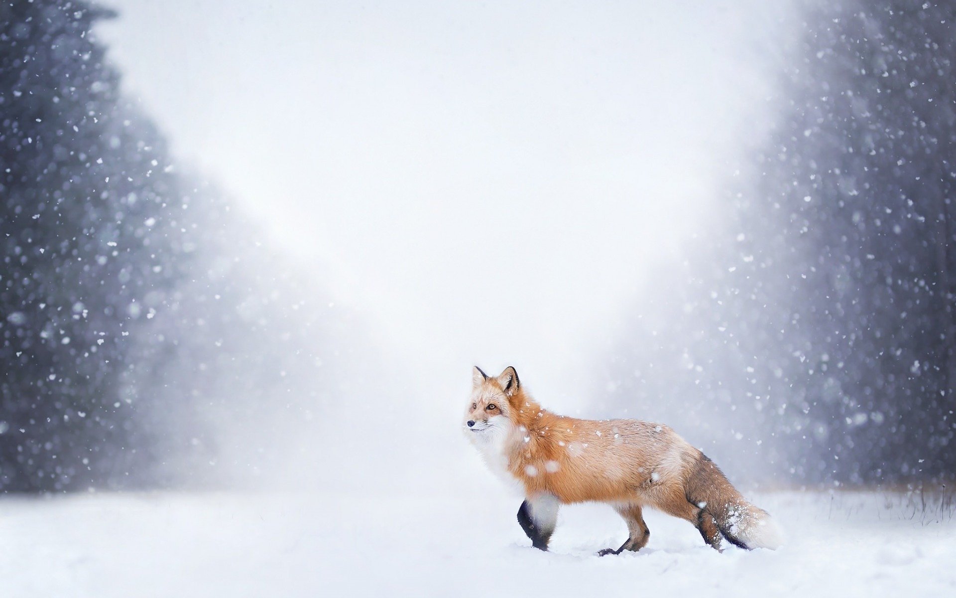 зимние лисы картинки