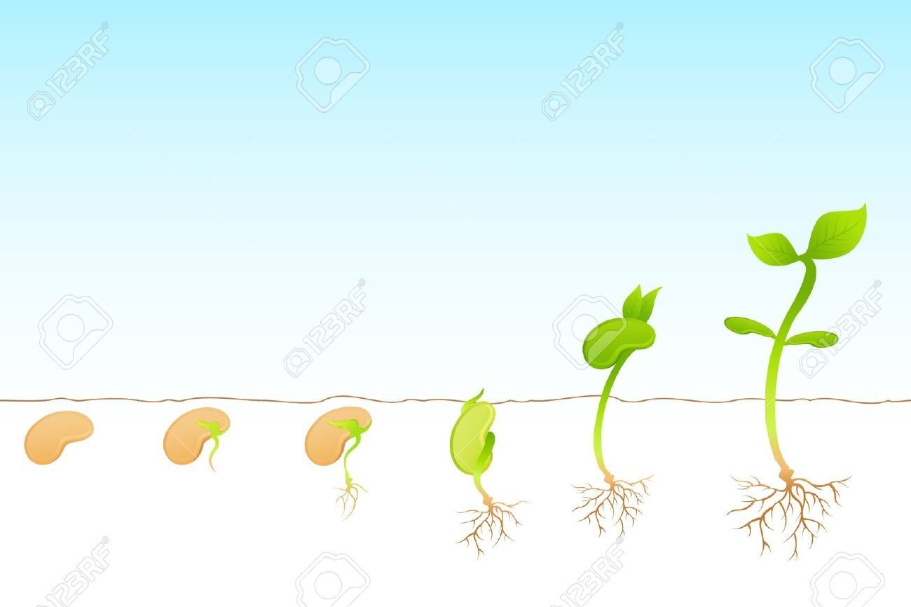 Этапы роста растений