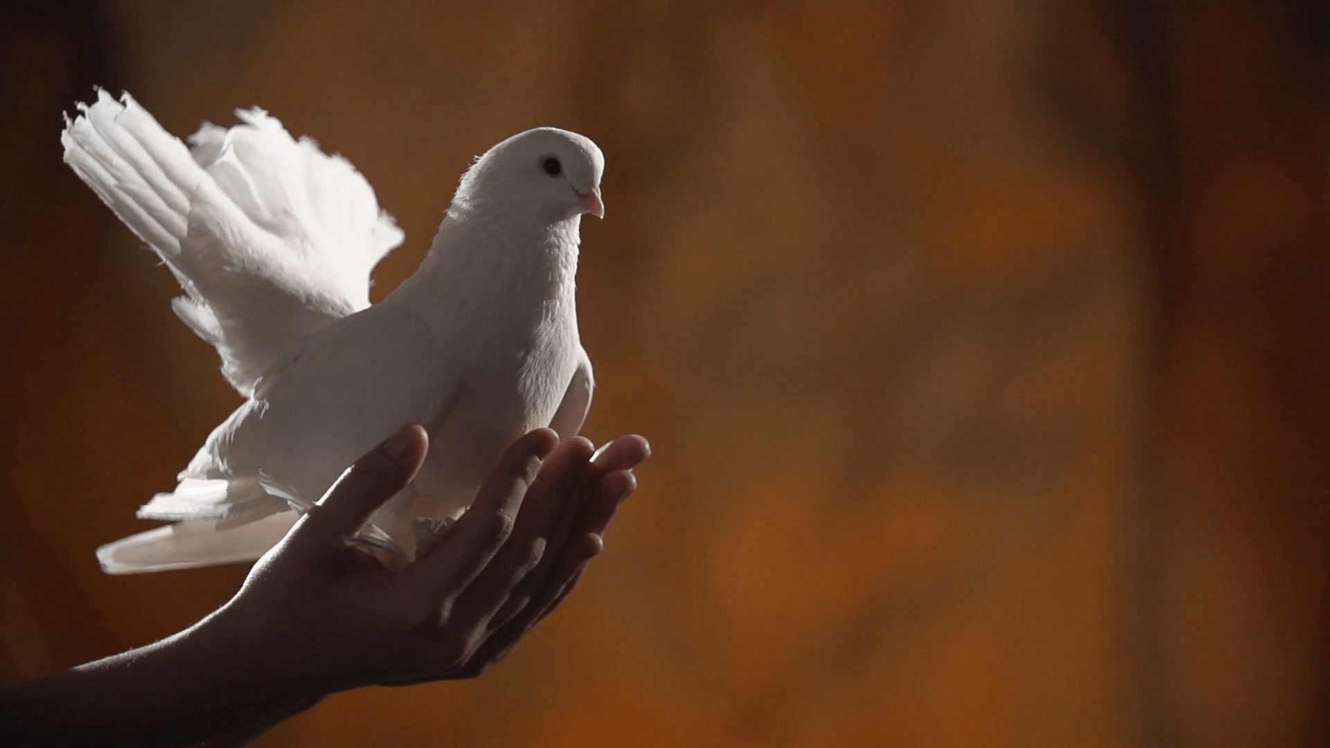 Белыми голубями летите к маме домой. Белый голубь. Белый голубь в руках. Белый голубь на ладони. Красивый белый голубь.