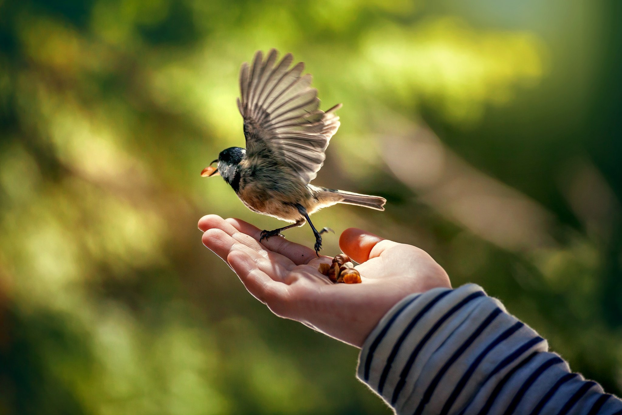 День человека птицы. Птичка на руке. Птица на ладони. Маленькая птичка на руке. Птицы ладошками.