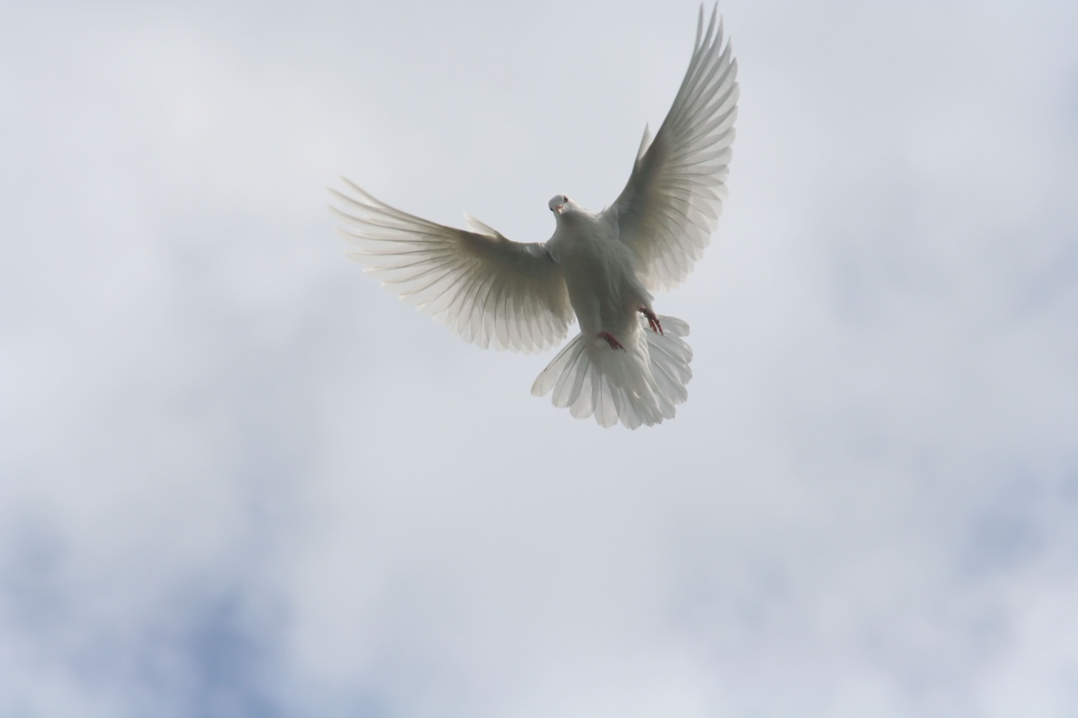Песня белыми голубями летите письма домой. Голубь в полете. Голуби в небе. Белая птица в полете. Белый голубь.