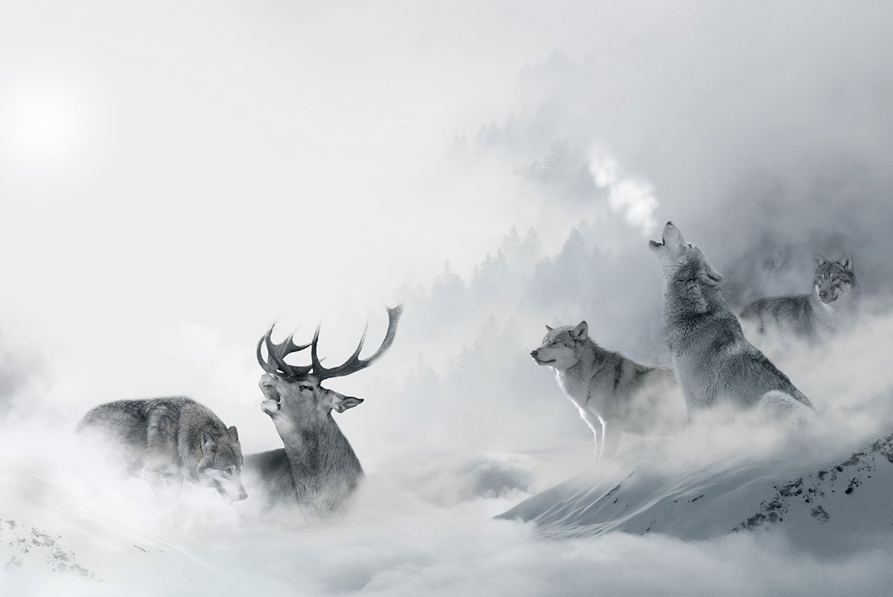Фотообои животные в тумане