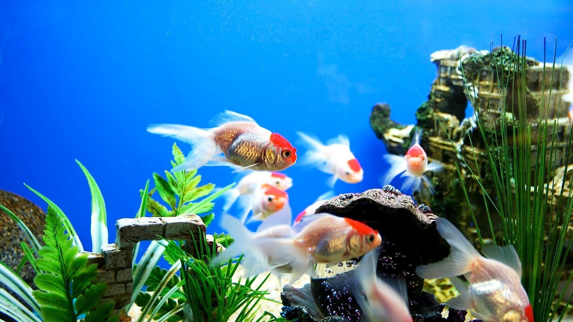 Установить видео живые обои. Живые рыбки. Обои аквариум. Живой аквариум. Рыбки для аквариума.