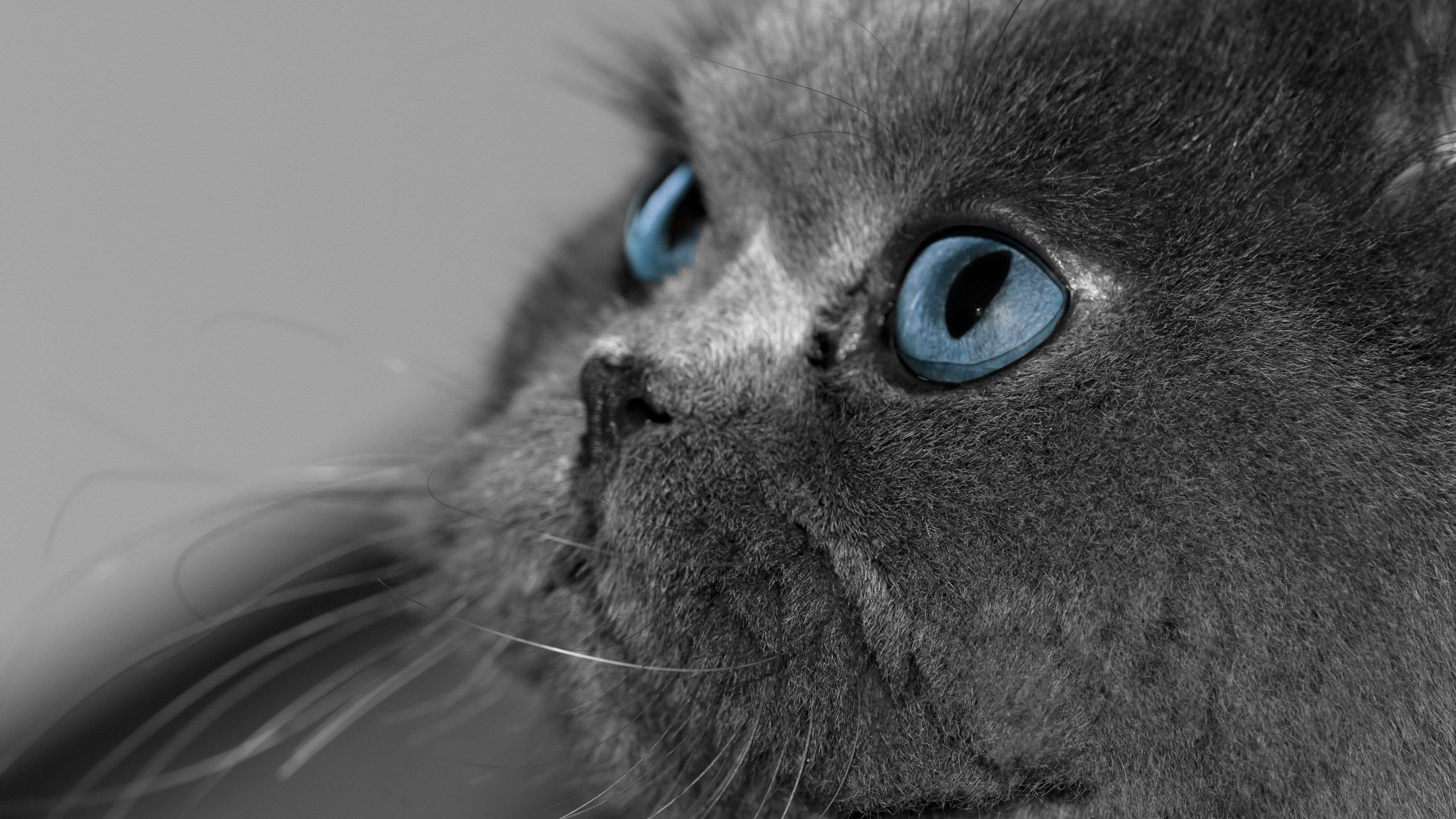 Жалкие обои. Серые коты с голубыми глазами. Картинки на заставку. Кот с синими глазами. Кошка с красивыми глазами.