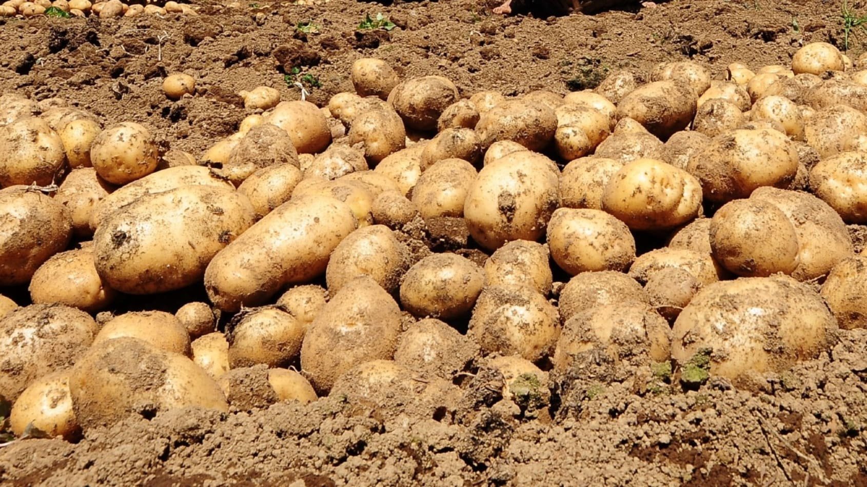 Куча картошки. Картофель Венета. Картошка в земле. Картофель из земли. Картошка на грядке.