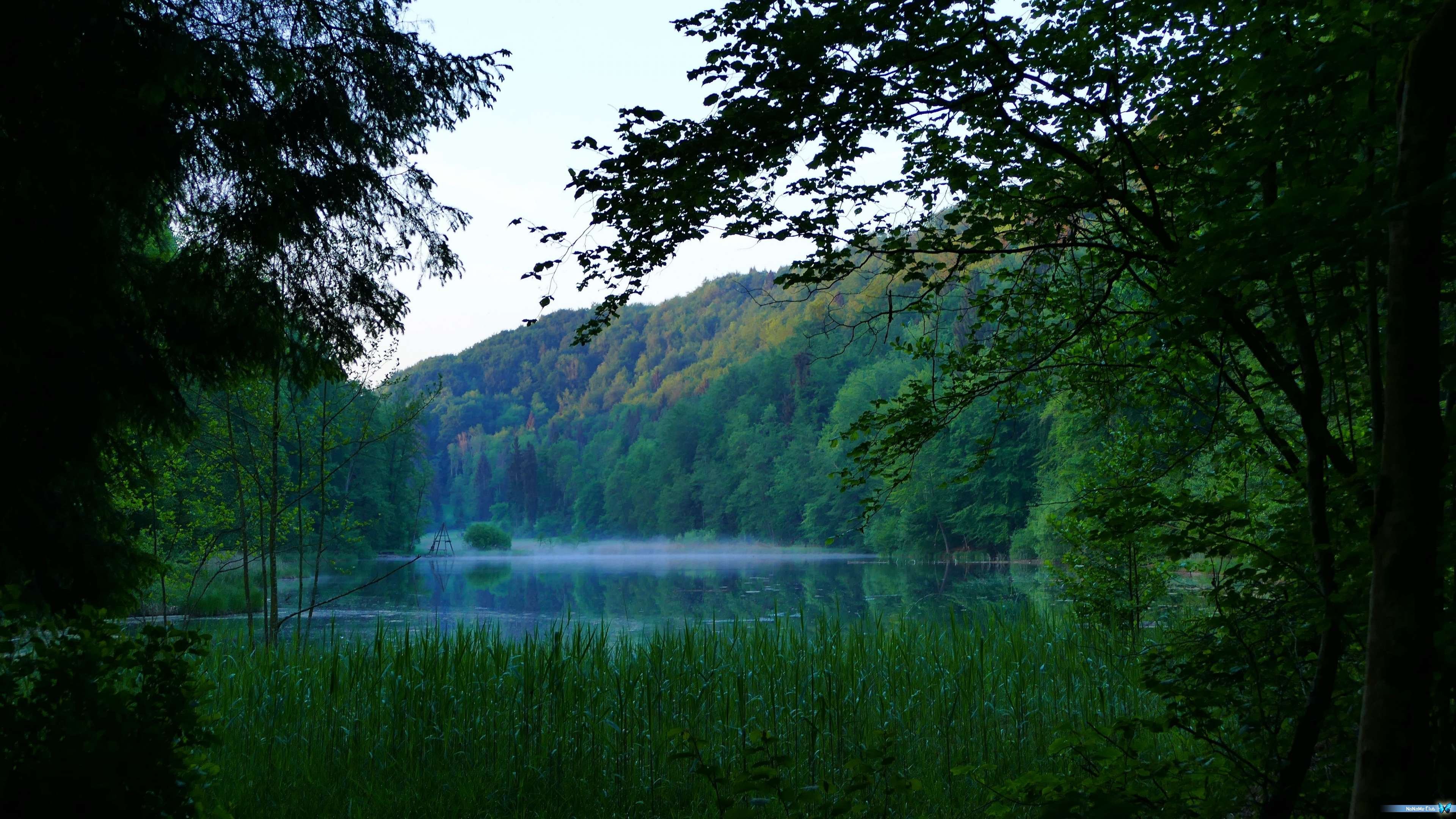 Зеленый юнец. Хрюгский лес озеро. Рид Лейк озеро. Дождь в лесу.