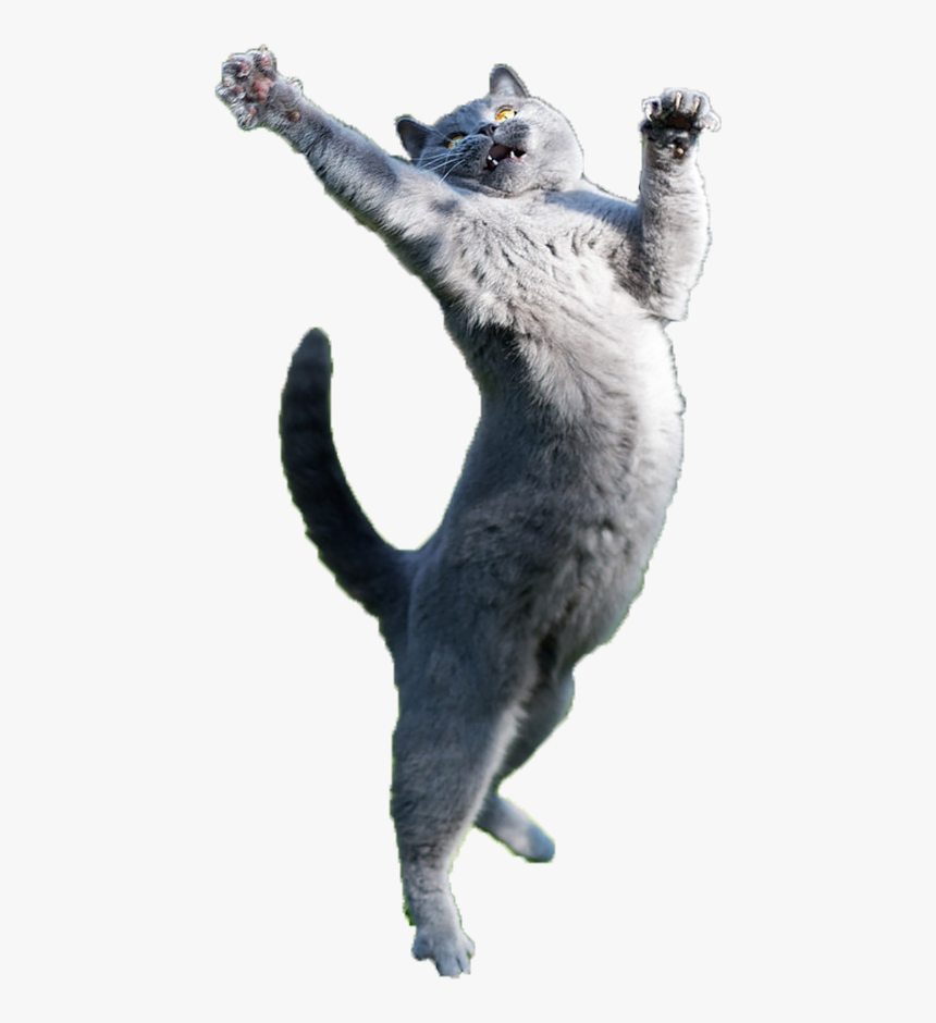 Кот в прыжке. Котик танцует. Кот в ррыжкк.