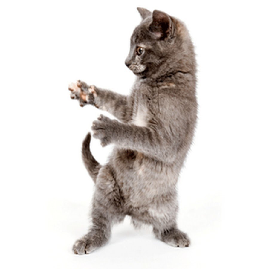 Игра dance cats. Котенок танцует. Танцующие кошки. Серый кот танцует. Кот танцует на белом фоне.