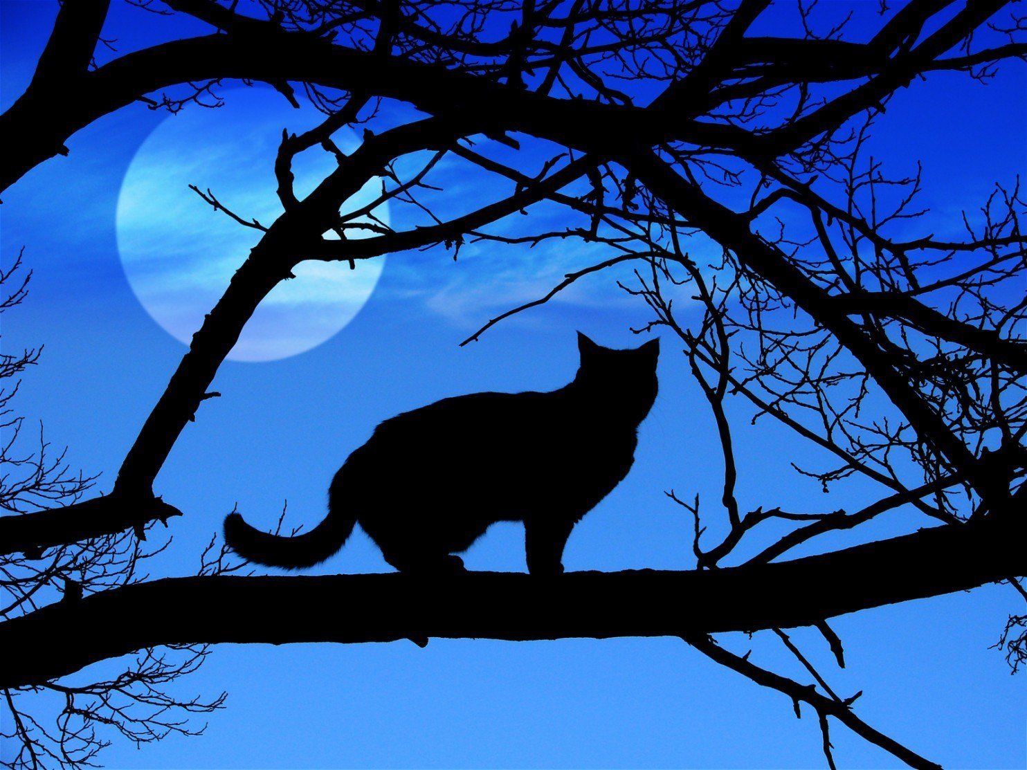 Черный кот на дереве