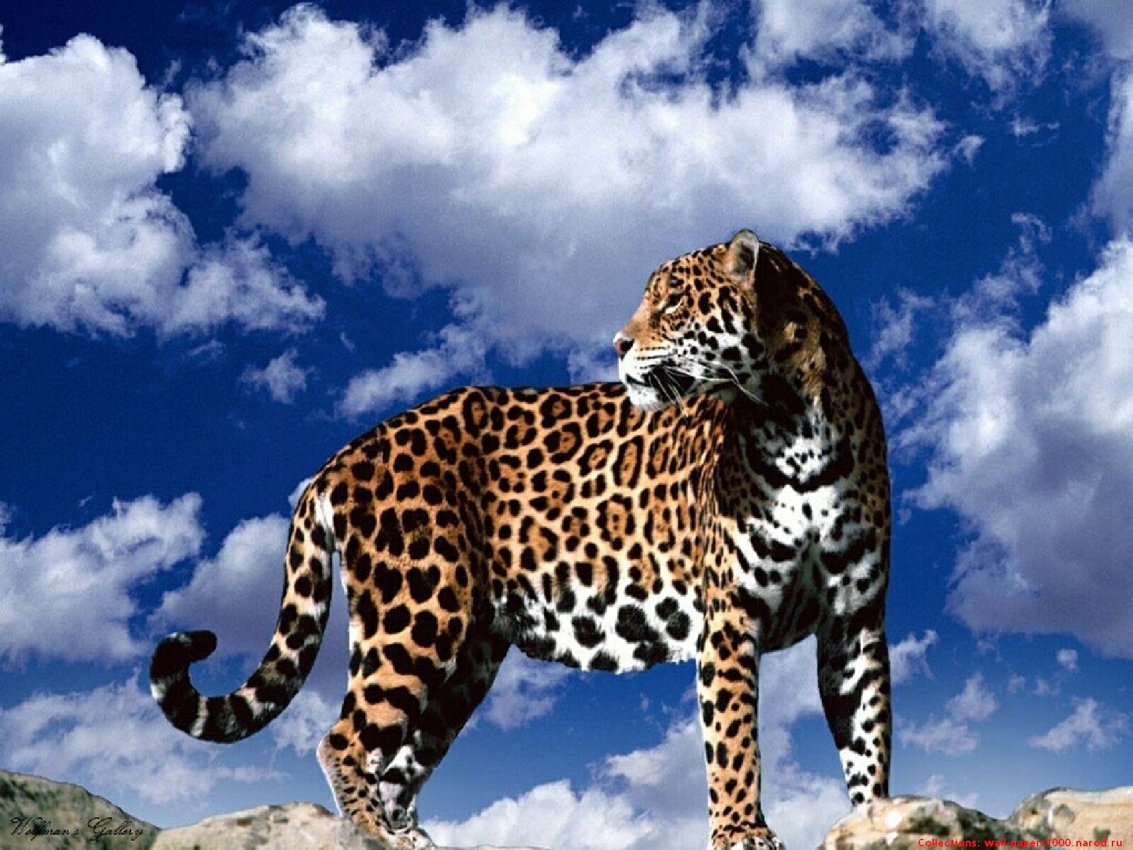 Stand animal. Берберийский леопард. Ягуар и гепард. Гепард леопард Ягуар. Ягуар и тигр.