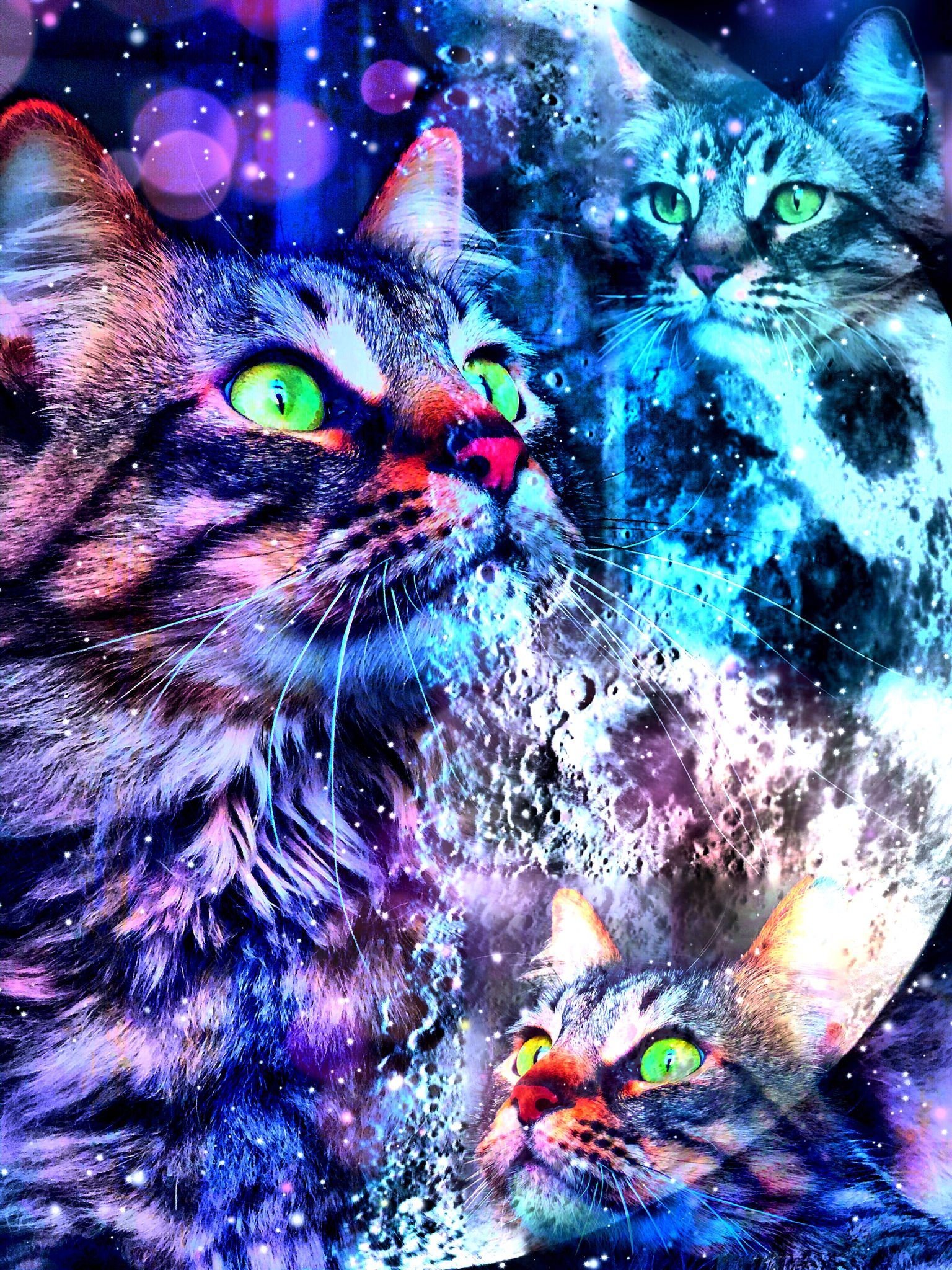 Кошка бесплатная живая. Разноцветная кошка. Космический кот. Кот в космосе. Разноцветные котята.