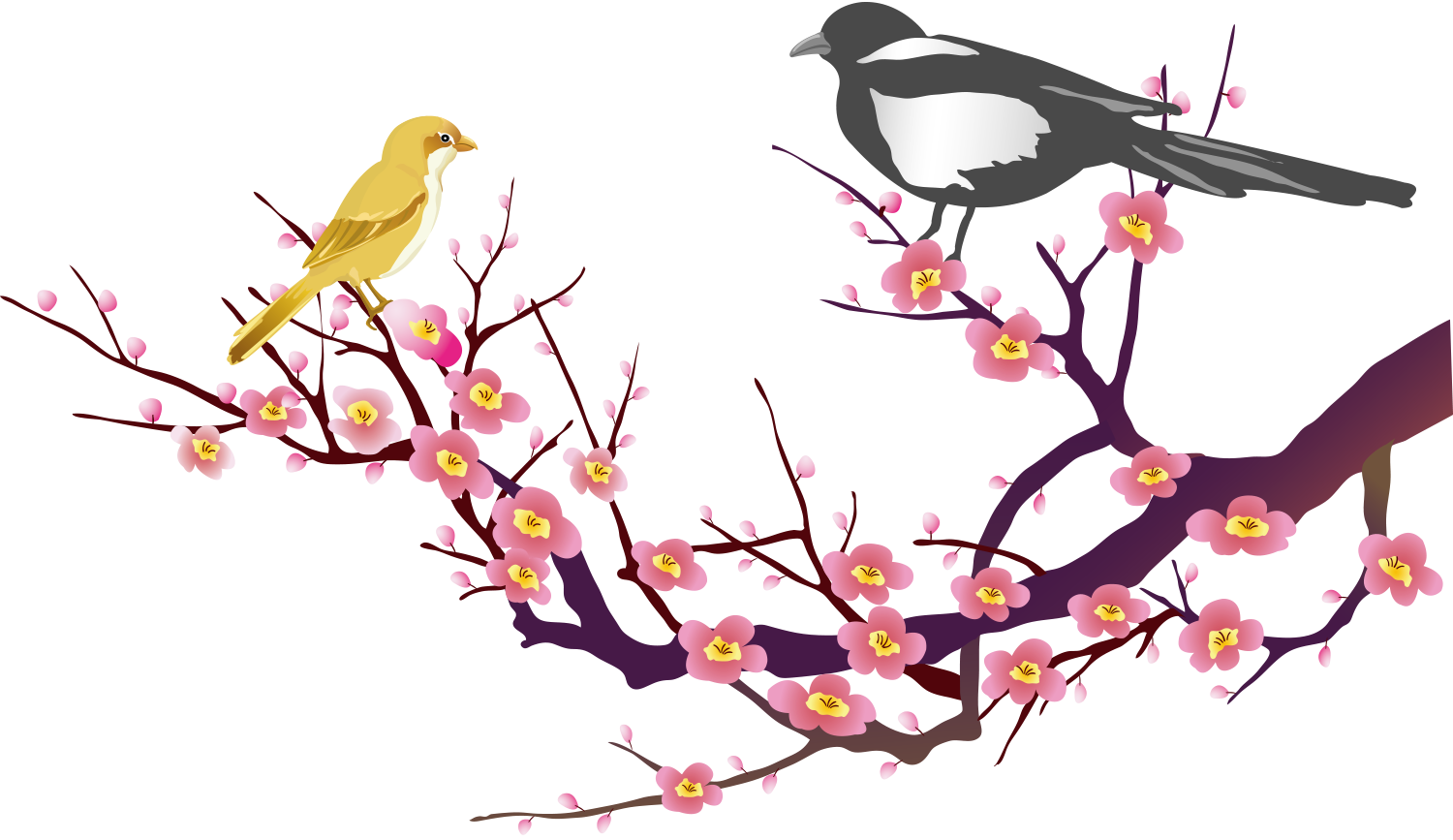 Весенние птицы на белом фоне. Ветка Сакуры с птичкой. Птицы на прозрачном фоне. Птицы на Сакуре.