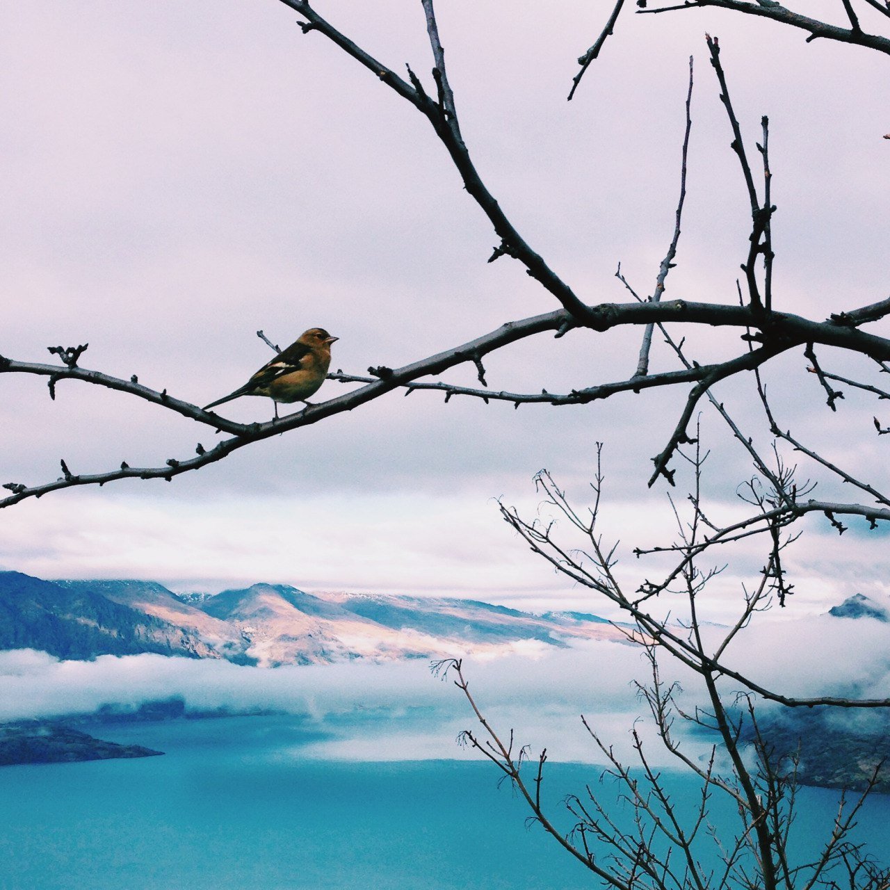 Красивые фото с птицами в горах зимой на аватарку