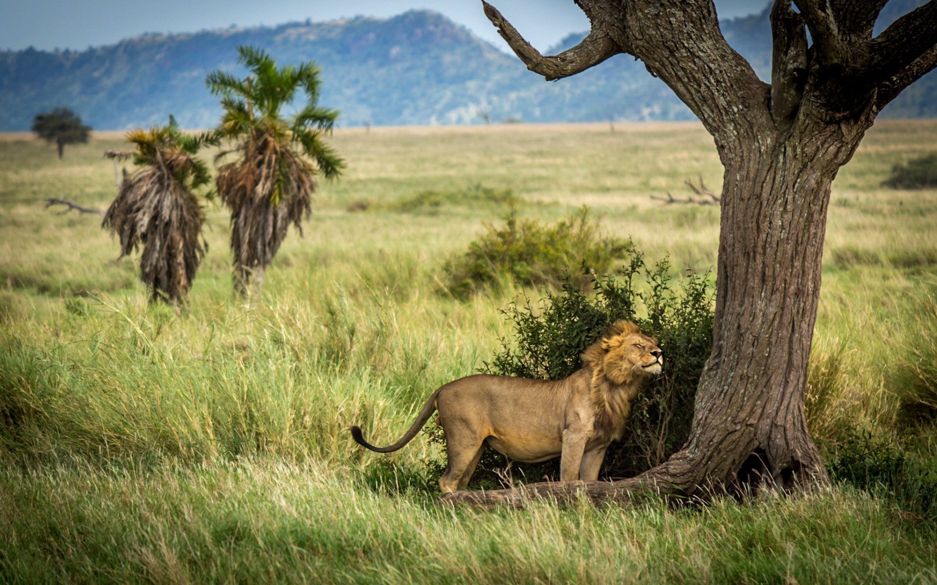 Дикая природа африки. Восточно-Африканский Саванна Львов. Африка Саванна львы. Лев и львица в саванне. Лев саванны и редколесья в Африке.