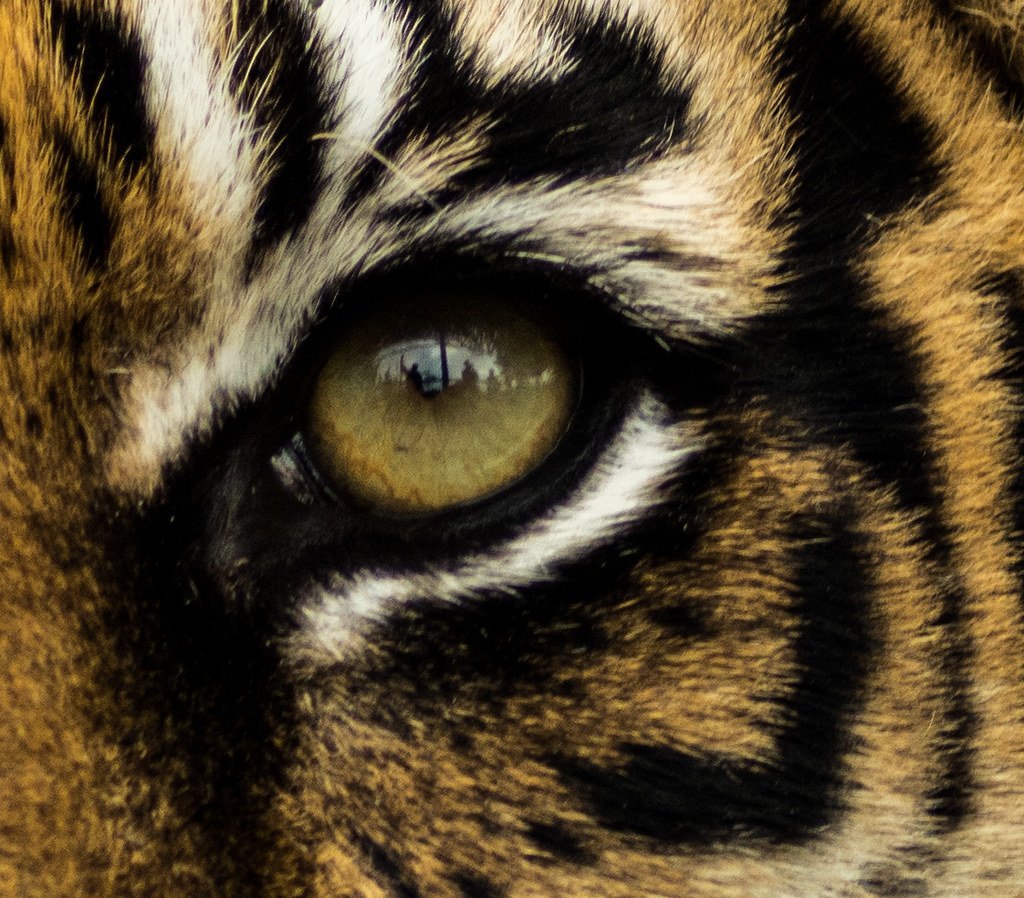 Глаз тигра видео. Взгляд тигра. Глаз тигра. Тигриный глаз. Тигр глаза.