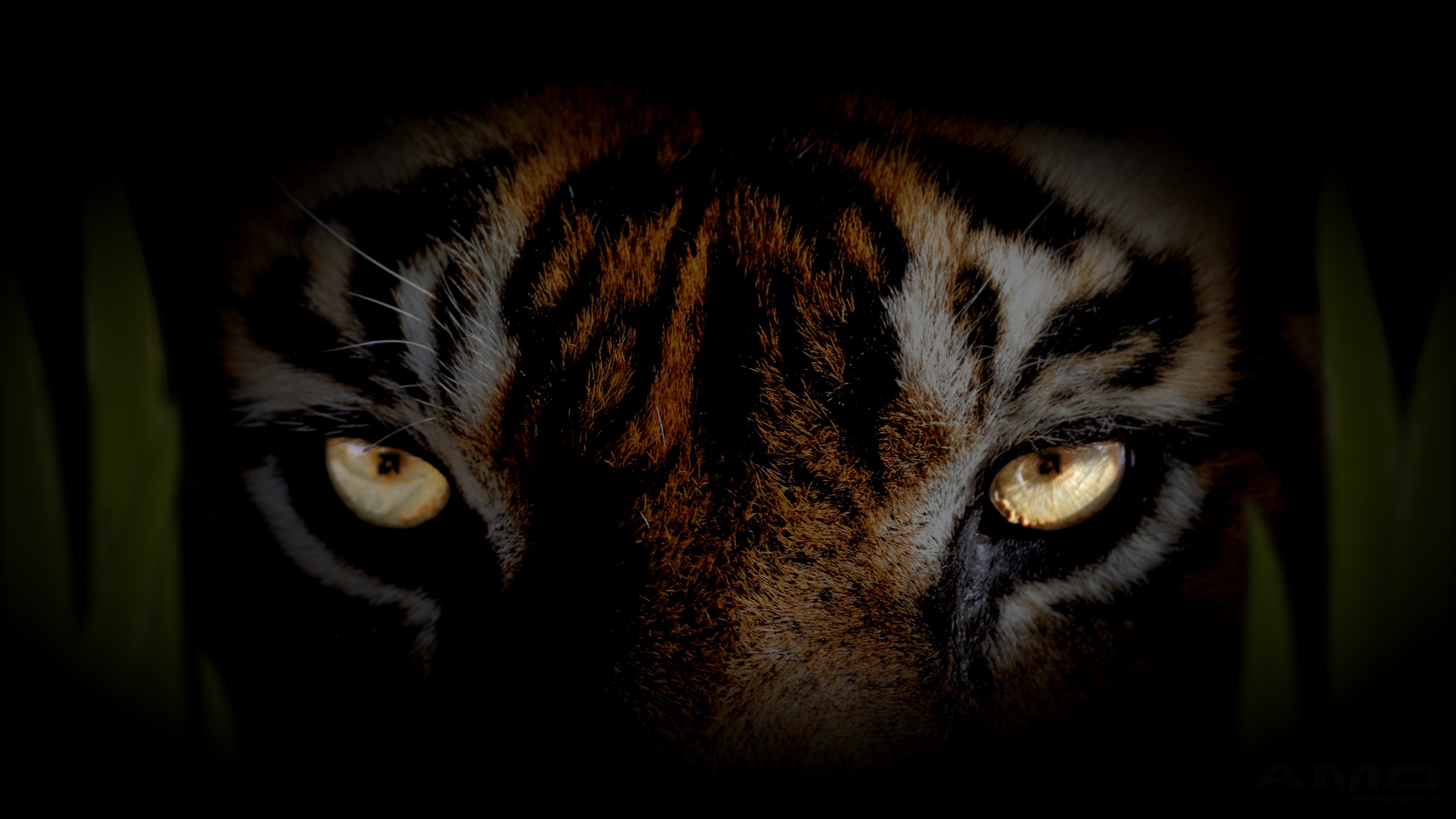 Глаз тигра видео. Глаза тигрицы. Тигр взгляд. Взгляд тигра в темноте. Глаза тигра в темноте.