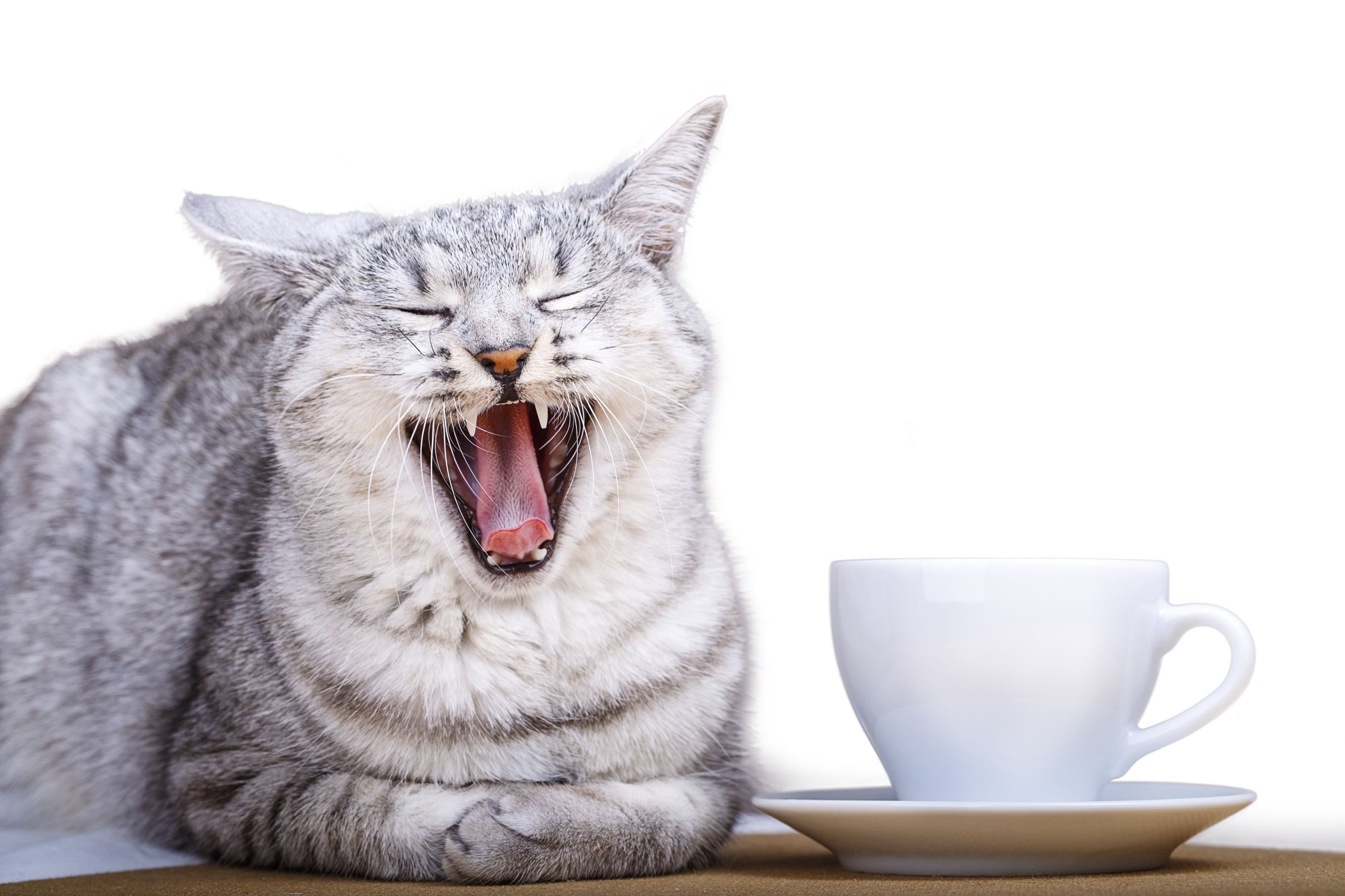 Довольный кот с чашкой чая