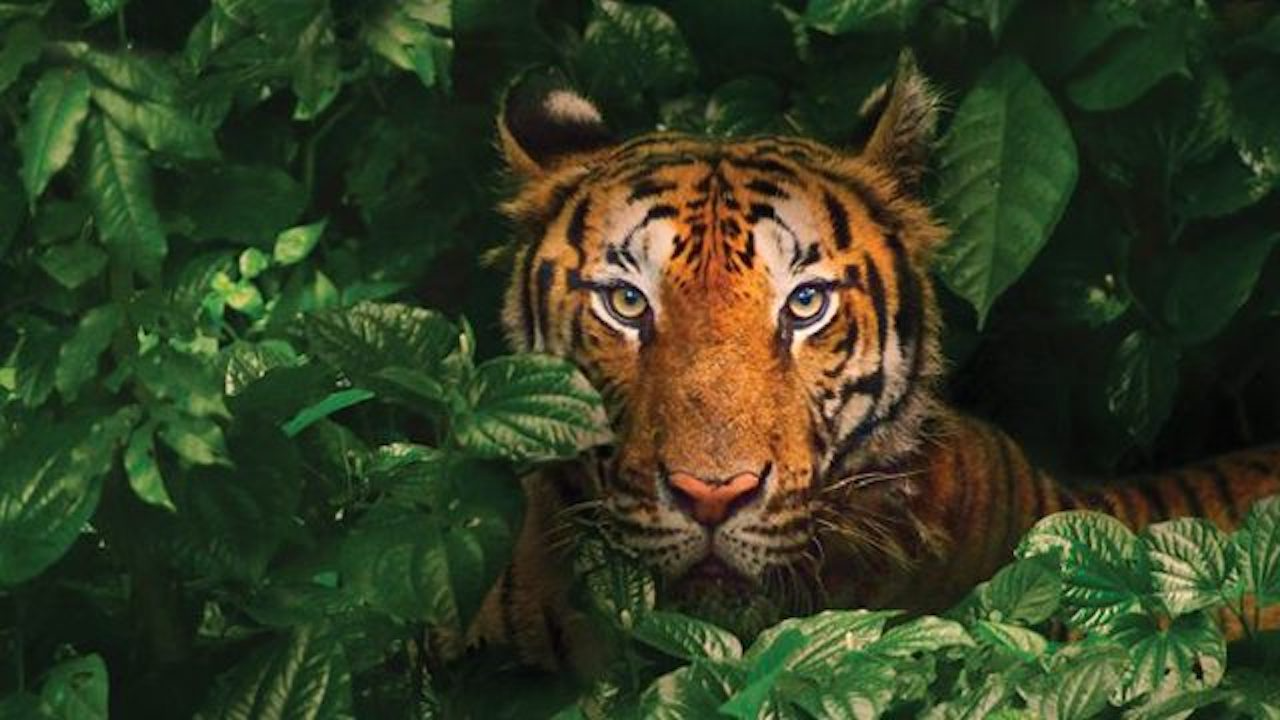 Тигр в засаде мем. Животные джунглей. Тигр в джунглях. Тигр в зарослях. Тигр притаился.