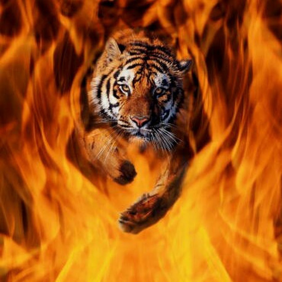 Огненный тигр арт