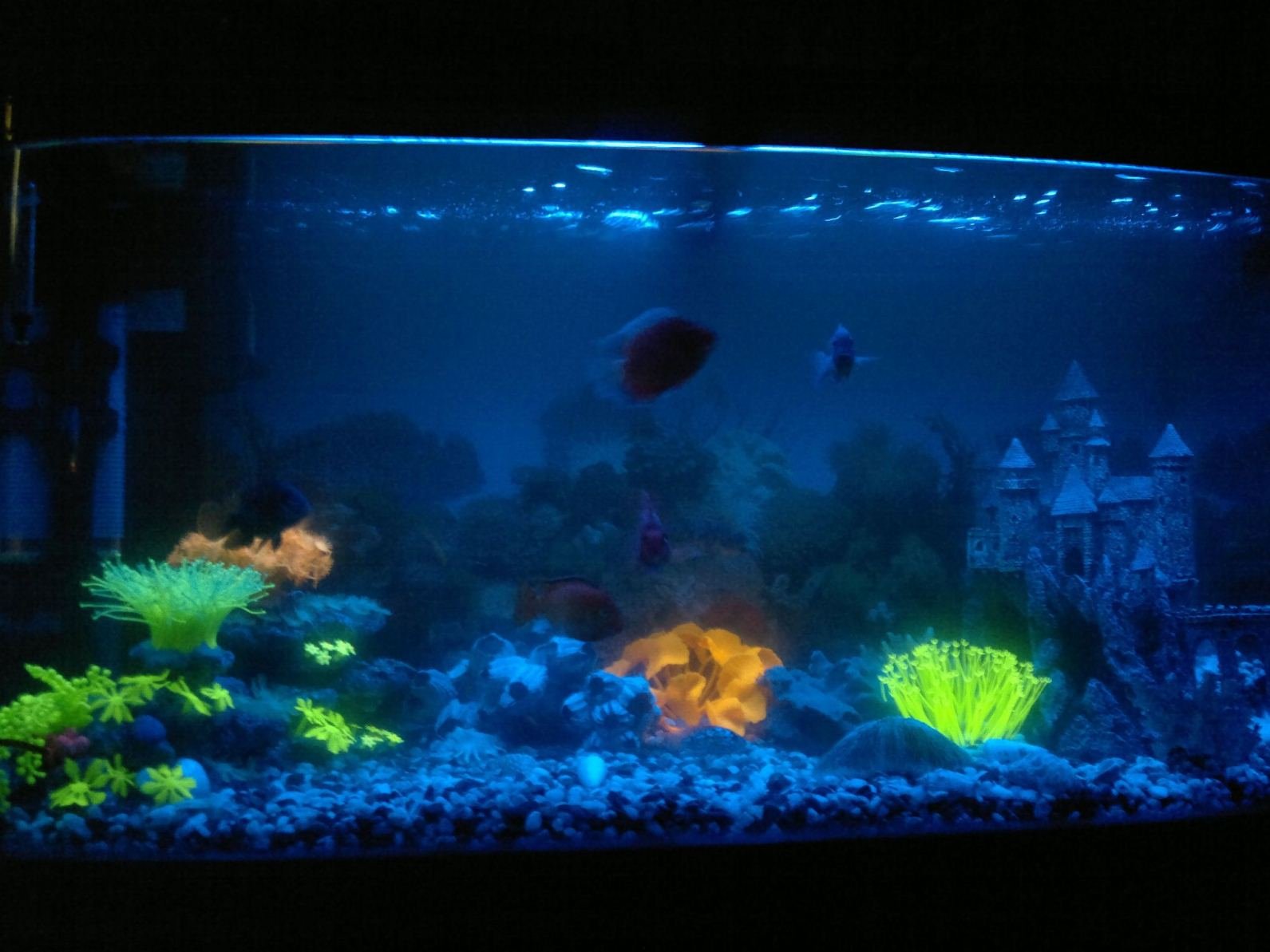 В новый аквариум запустили 14 рыбок. Подсветка для аквариума. Аквариум с рыбками с подсветкой. Ночная подсветка аквариума. Ночной аквариум.