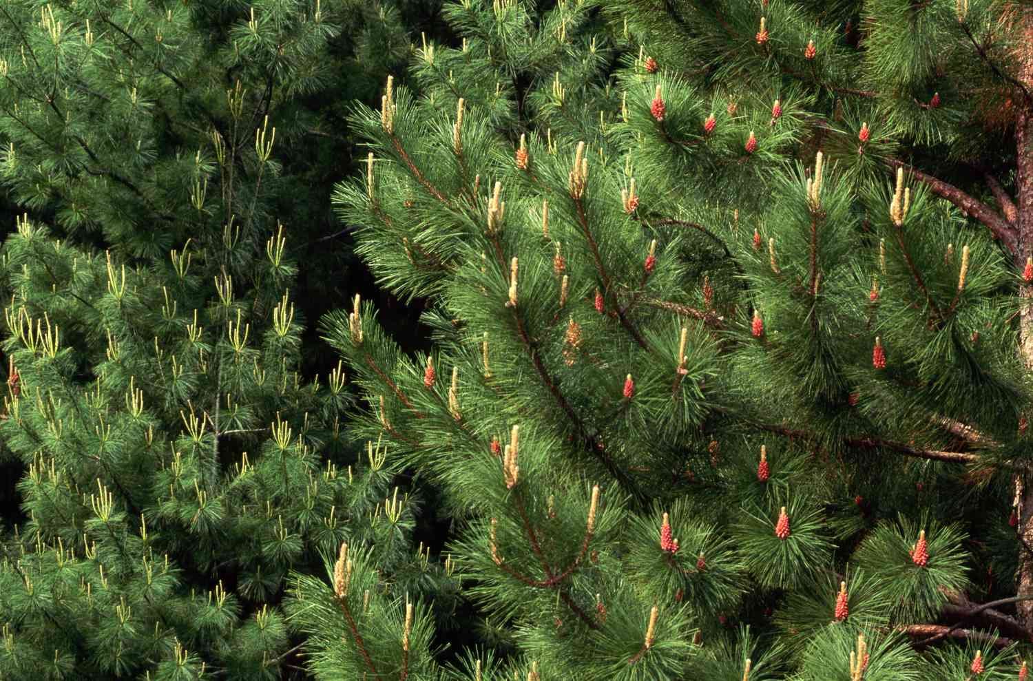 Ткань хвойных. Сосны красная ( Pinus resinosa). Красная хвоя. Сосна с красными иголками.