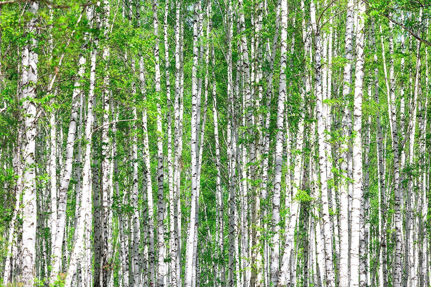 The grove of the dancing birches. Ствол березы. Березовый ствол. Фон березы. Березовый лес.