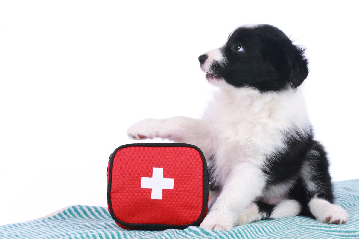 Оказание медицинской помощи животному. Ветеринарная аптечка. Собачья аптечка. Аптечка первой помощи для собак.