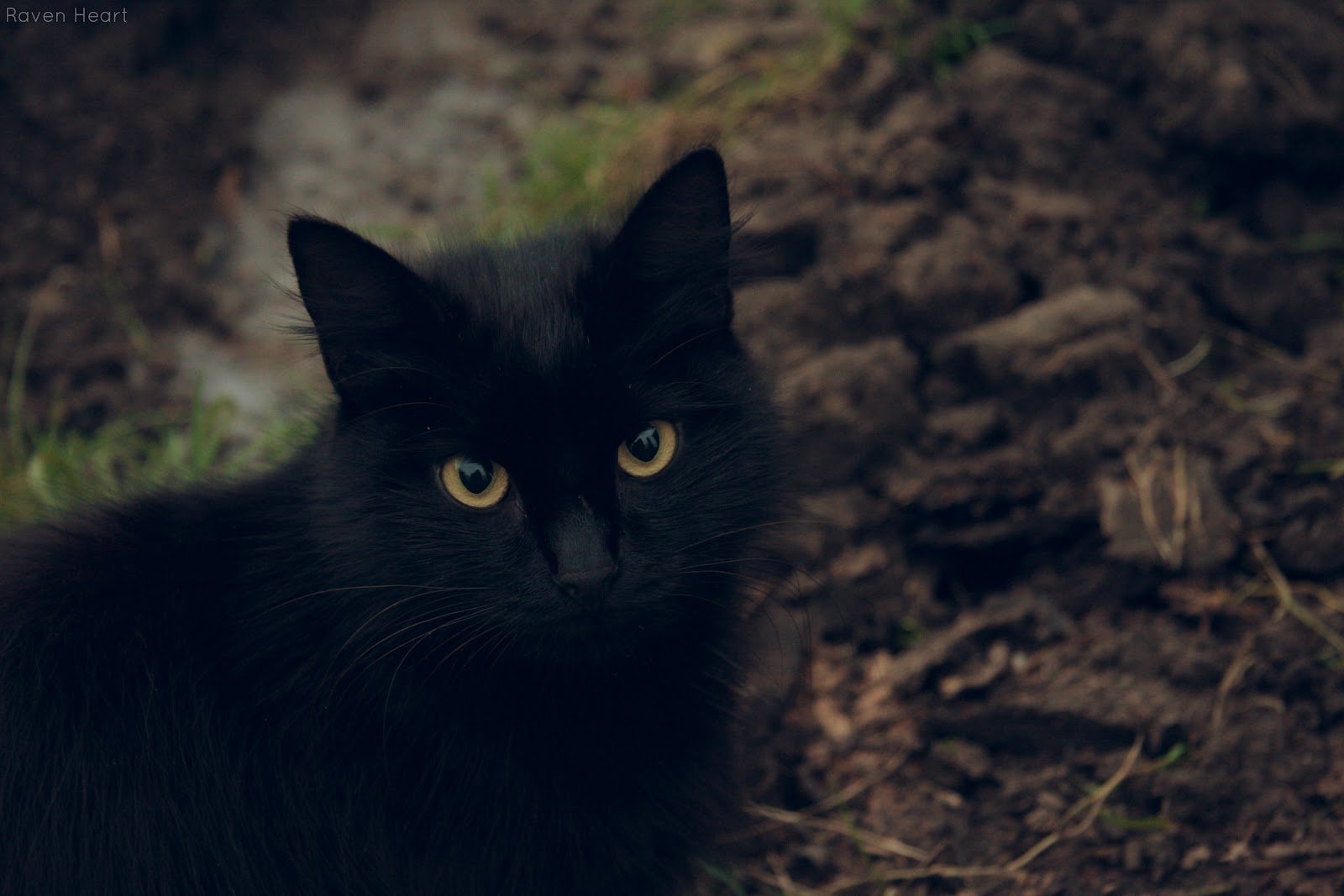 Черный кот квадробика