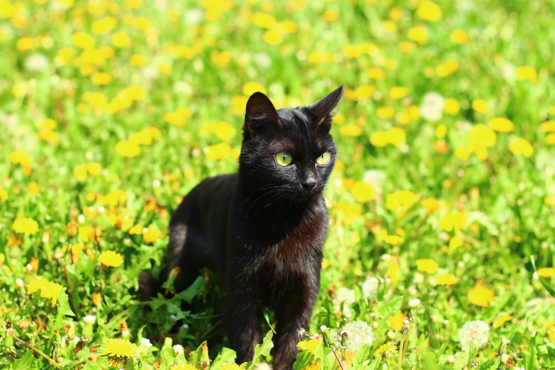 Кис растения. Черная кошка. Черные коты. Красивый черный кот. Черный кот с желтыми глазами.