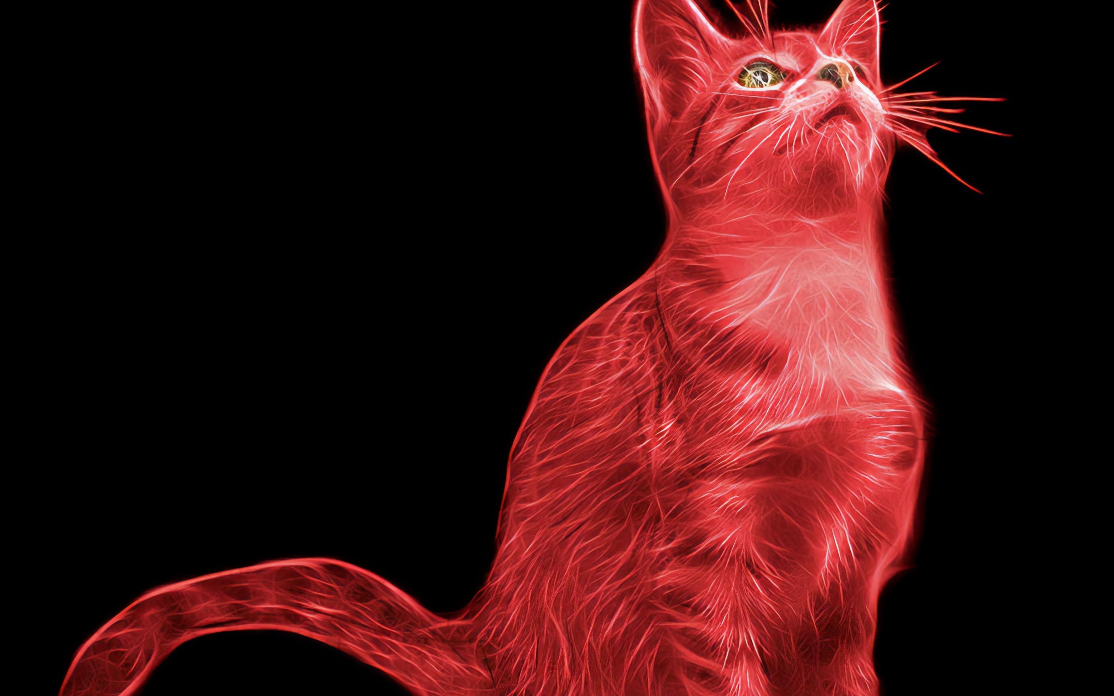 Red cat папа. Красная кошка. Красный котенок. Кот красный кот красный. Коты на Красном фоне.