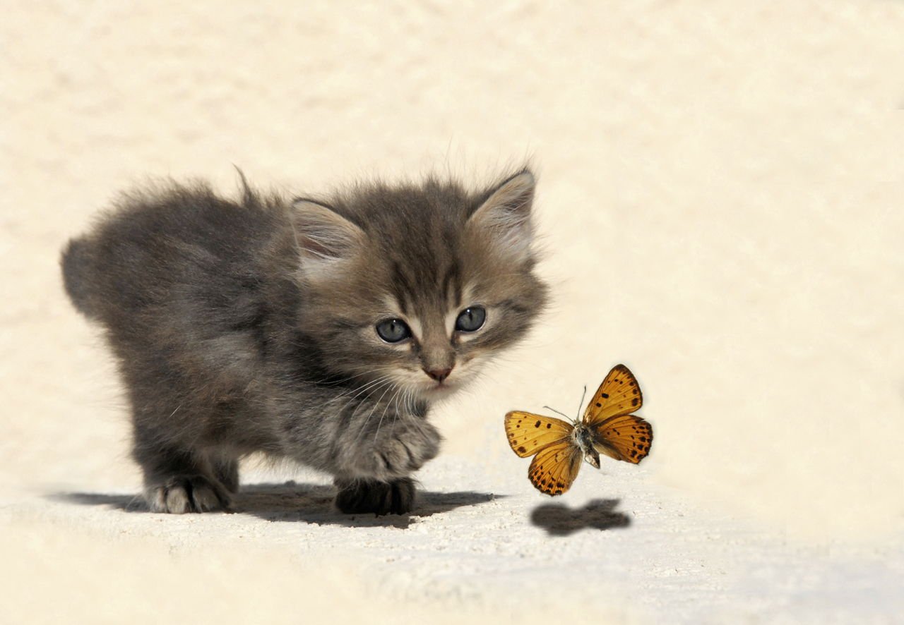Котенок ловит бабочку