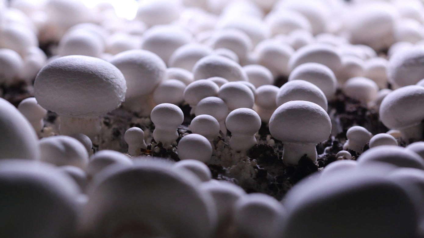 Культивированные грибы и условия выращивания. Сапротрофные грибы. Грибы шампиньоны. Мицелий шампиньонов. Культивируемые грибы.