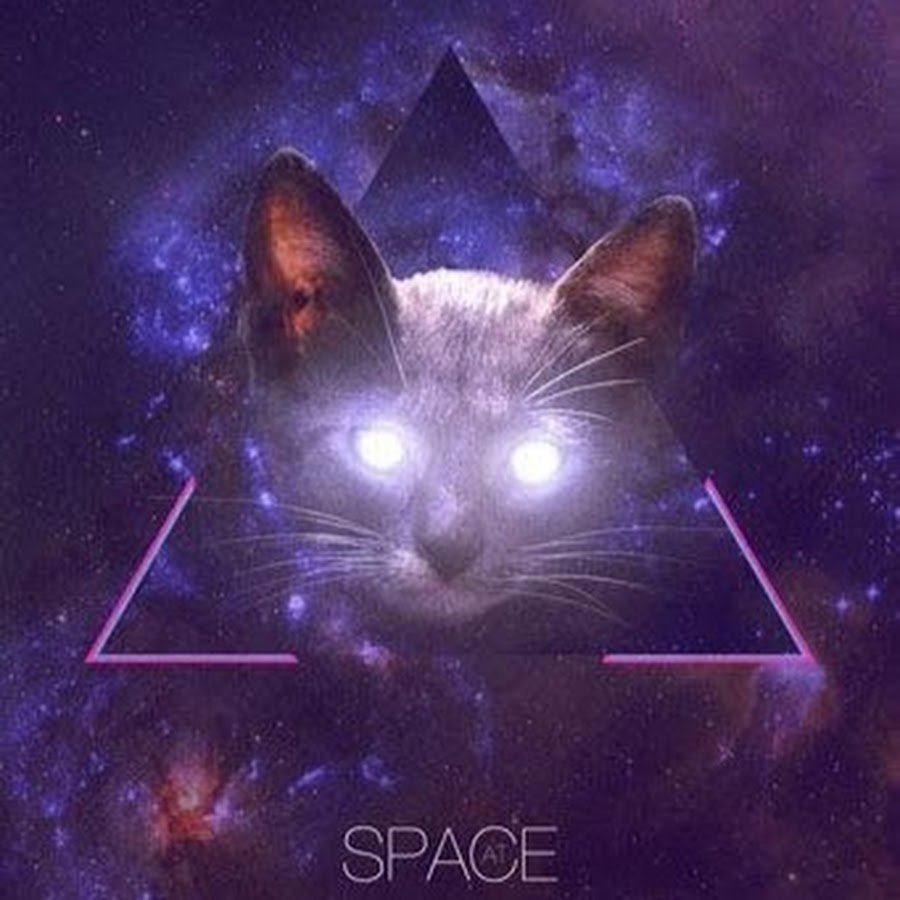 Котик в космосе