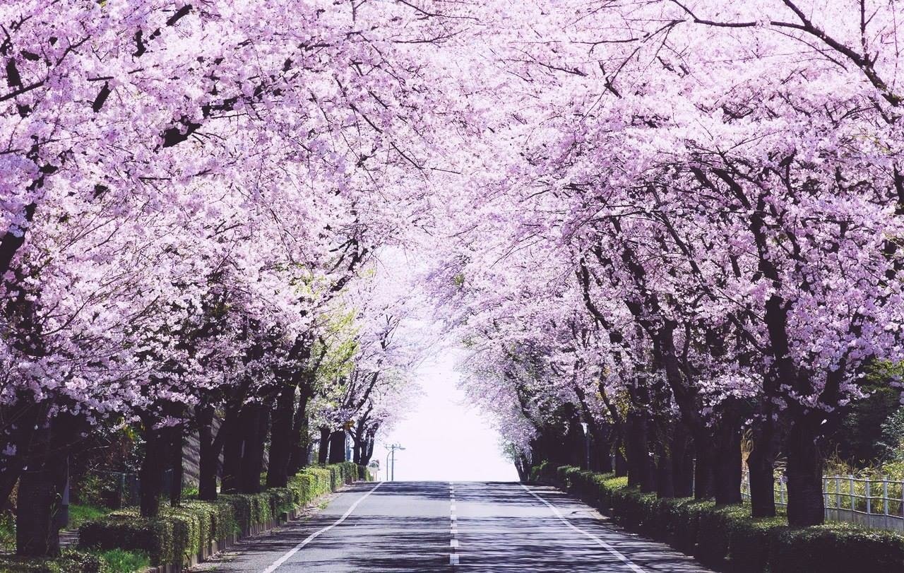 Цветущая аллея Сакуры в Японии