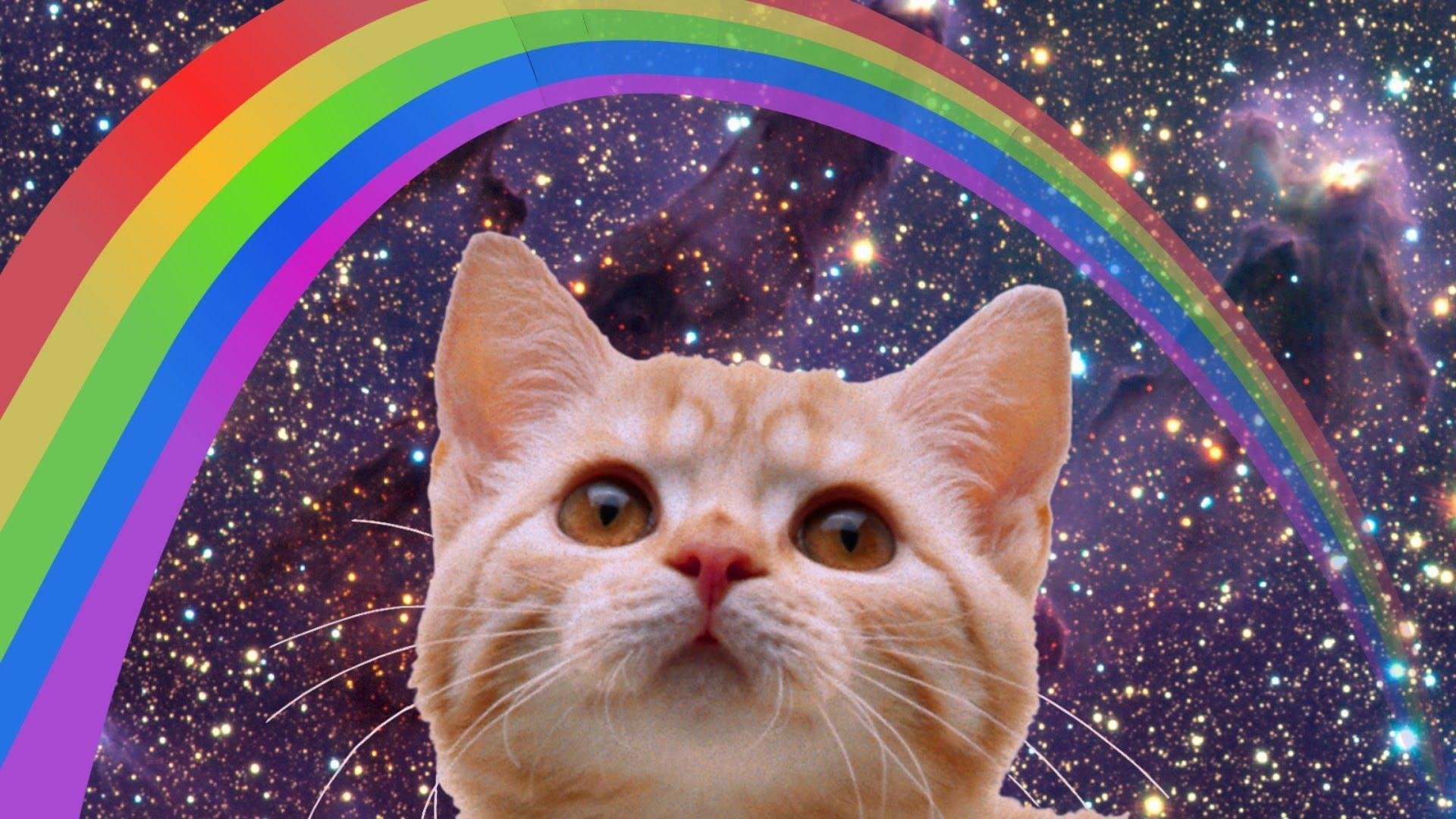 Обои котики мемы. Кот Мем. Кот в космосе. Коты мемы. Котики на фоне космоса.