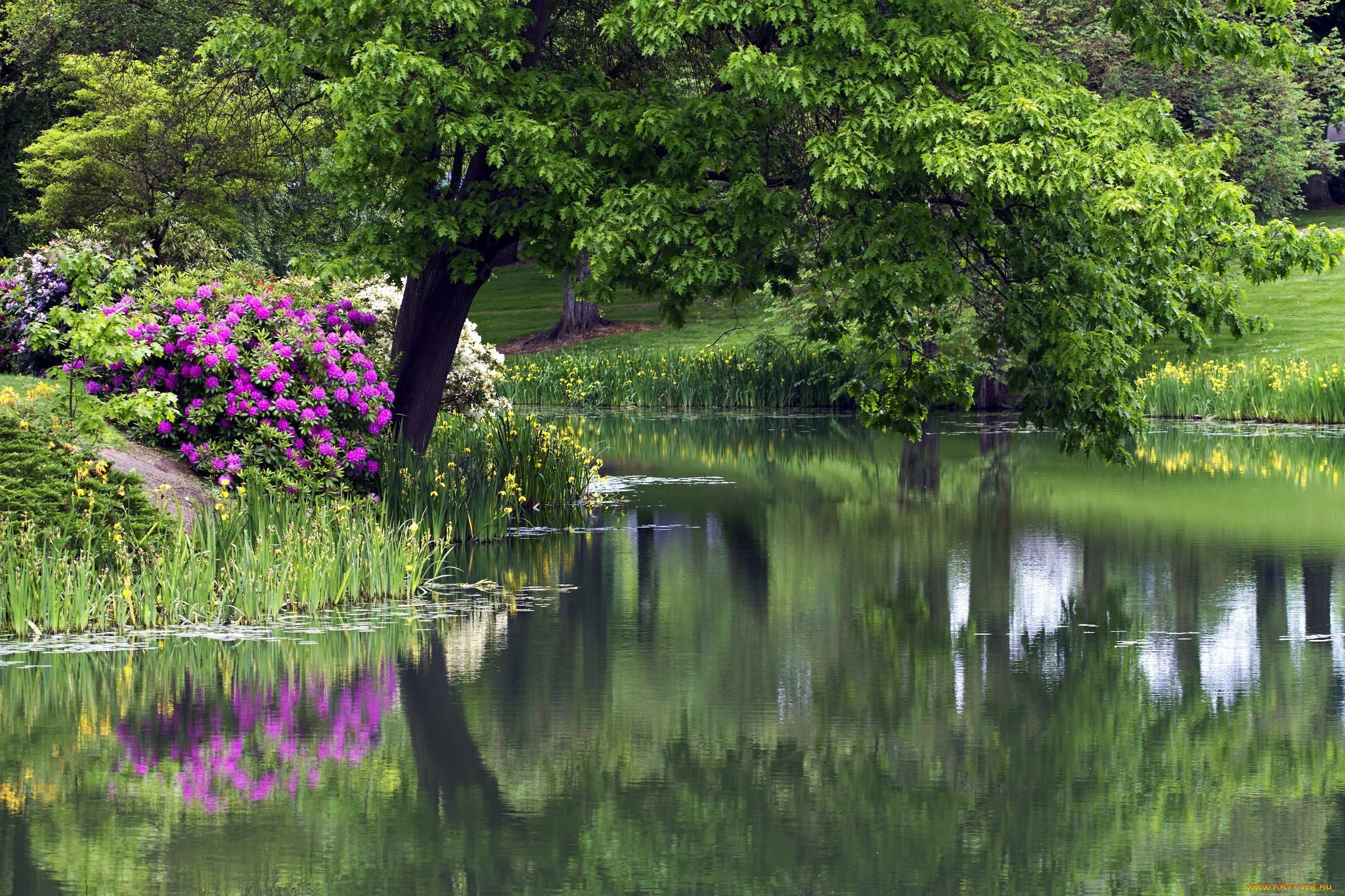 Сады на реке какой реке. Шеффилд парк пруд. «Сад с прудом в Живерни» (около 1920, Моне. Парк Шеффилд Гарден,природа,цветы,деревья,. Парк Лейк Гарденс.
