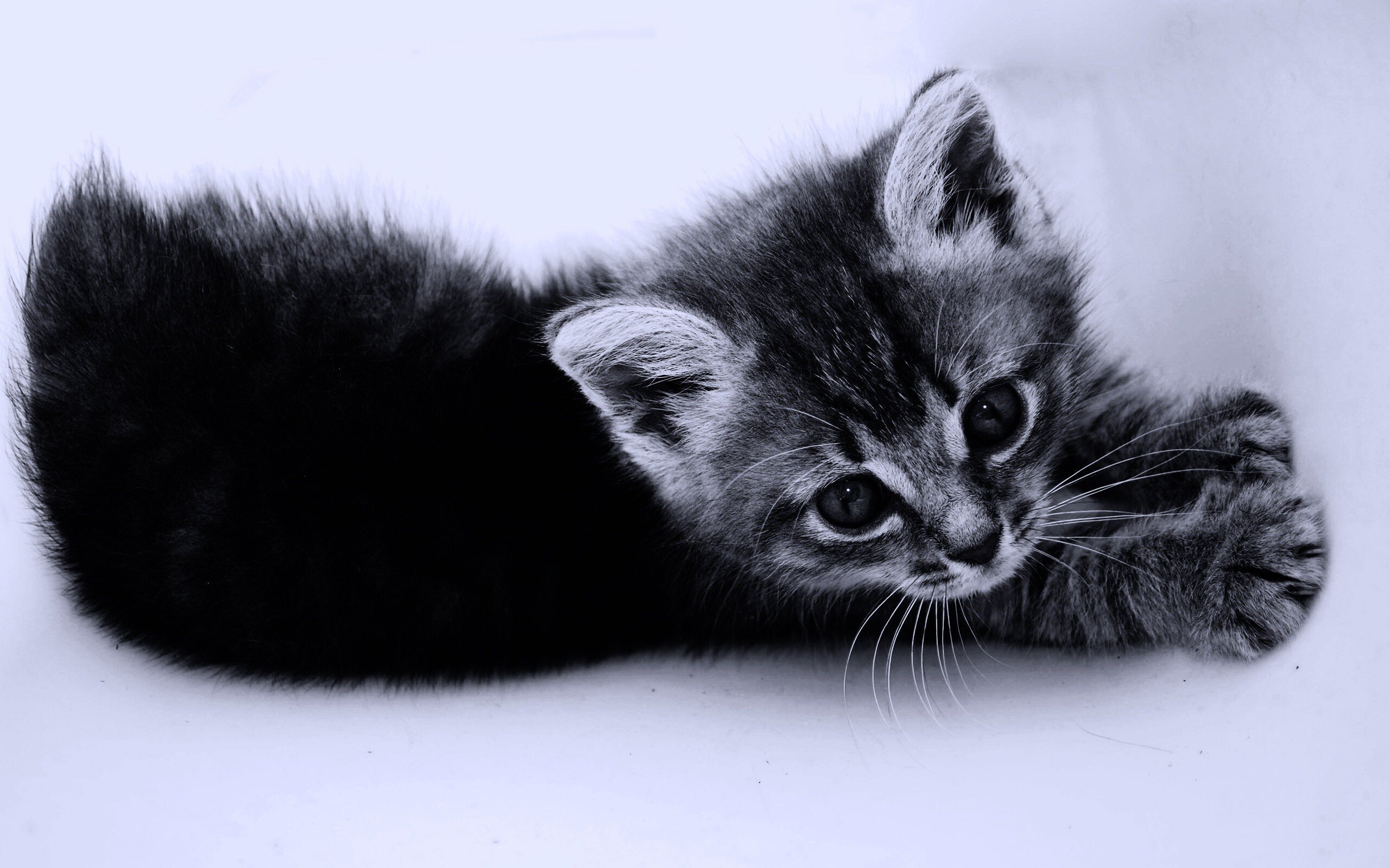 Черно белые картинки котят. Обои с котятами. Котята чёрно белые. Черно серый котенок. Котенок черно-белый.
