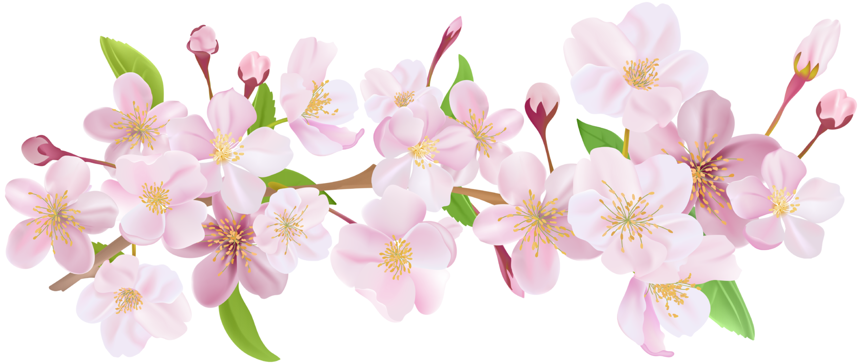 Картинка цветок яблони на прозрачном фоне