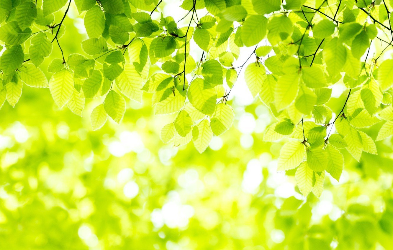 Березовые листья фон - 78 фото
