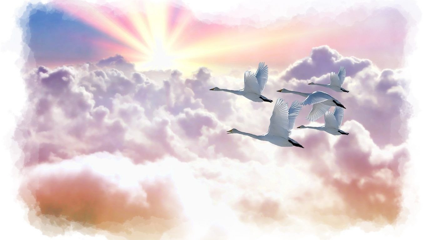 Белые журавли улетающие в небо