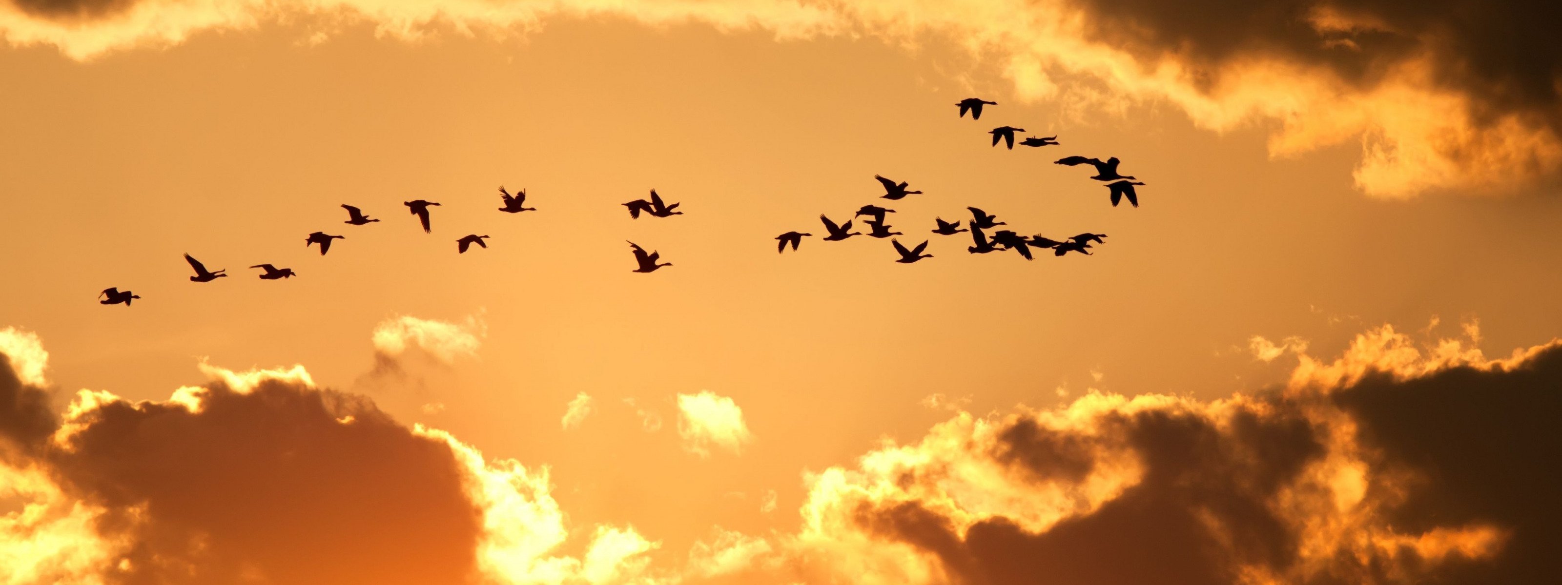 Музыка лети птичка. Клин птиц в небе. Птицы в небе панорама. Панорама летящие птицы. Журавли в небе панорама.