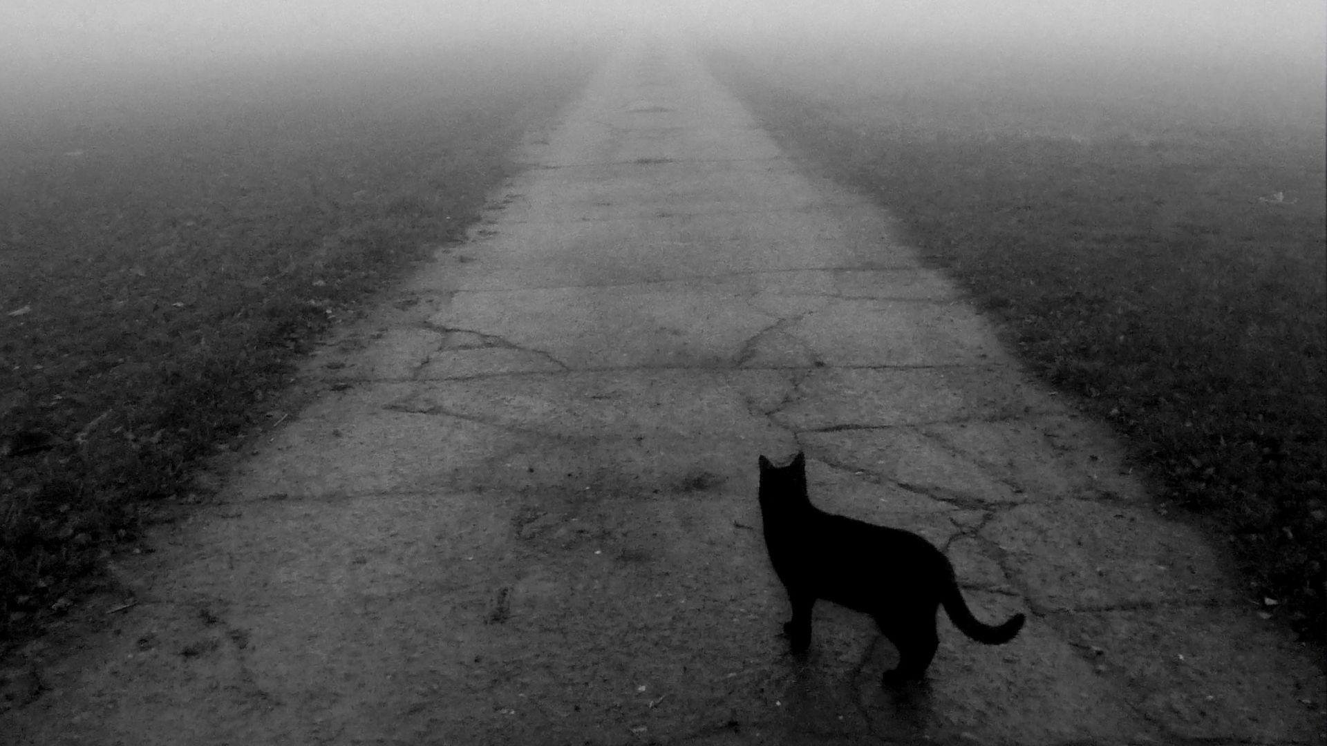 Кошки уходят перед смертью. Кот уходит. Кошка перебежала дорогу. Чёрная кошка перебежала дорогу. Уходящая кошка.