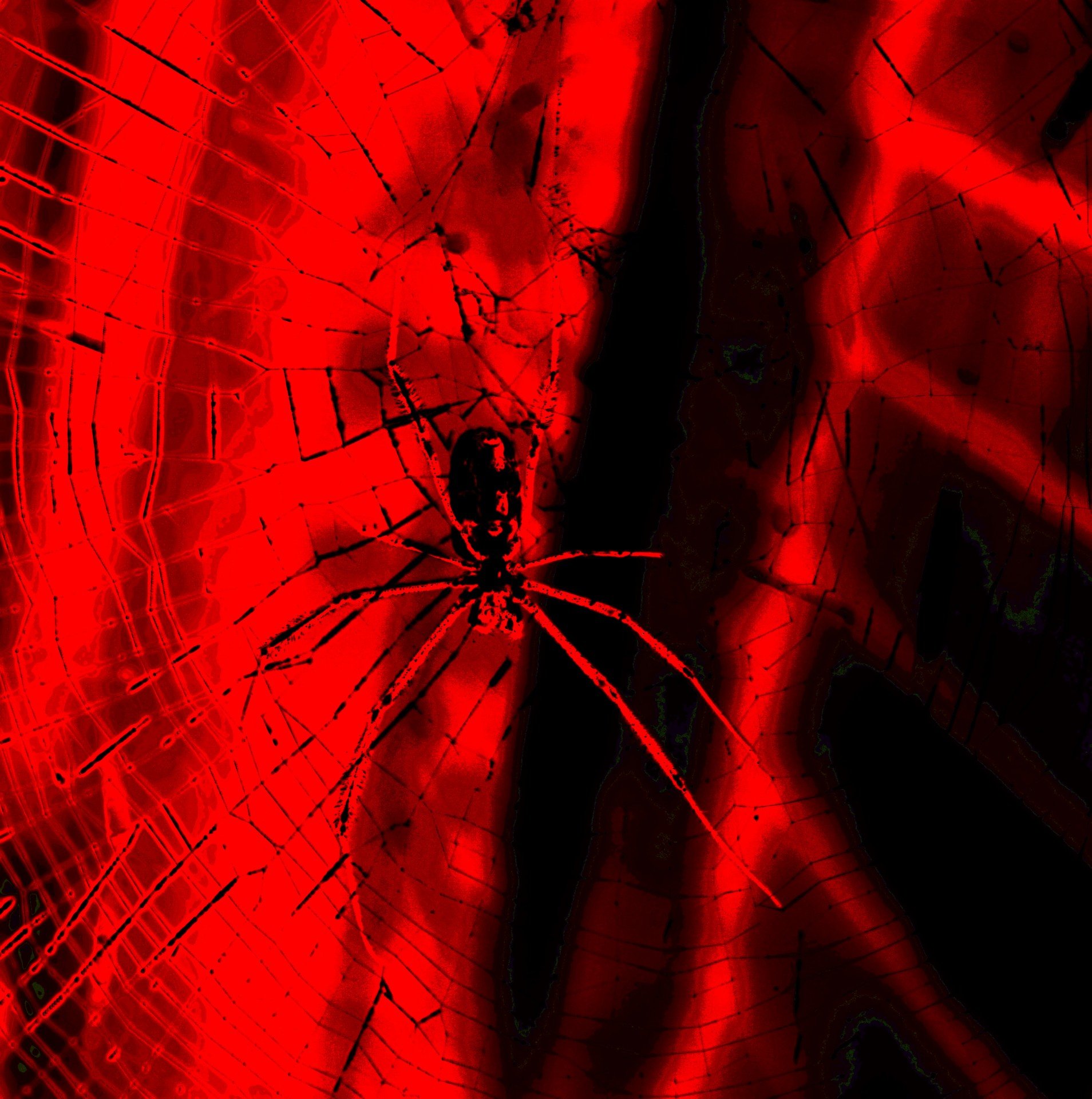 Игра красный паук. Красный Спайдер паук. Пауки Эстетика. Красная паутина. Красная паутина на черном фоне.