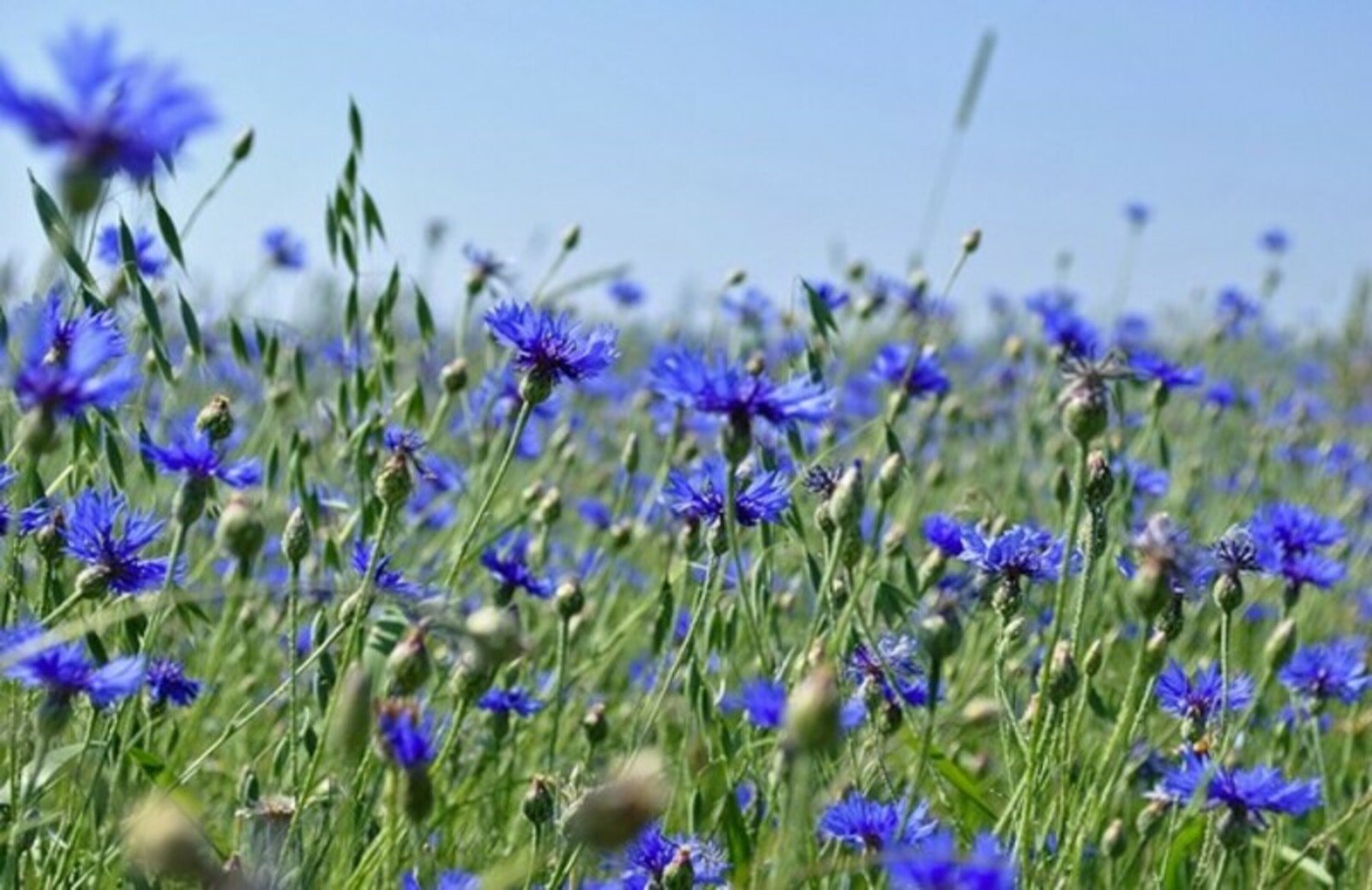 Цветы Васильково поле