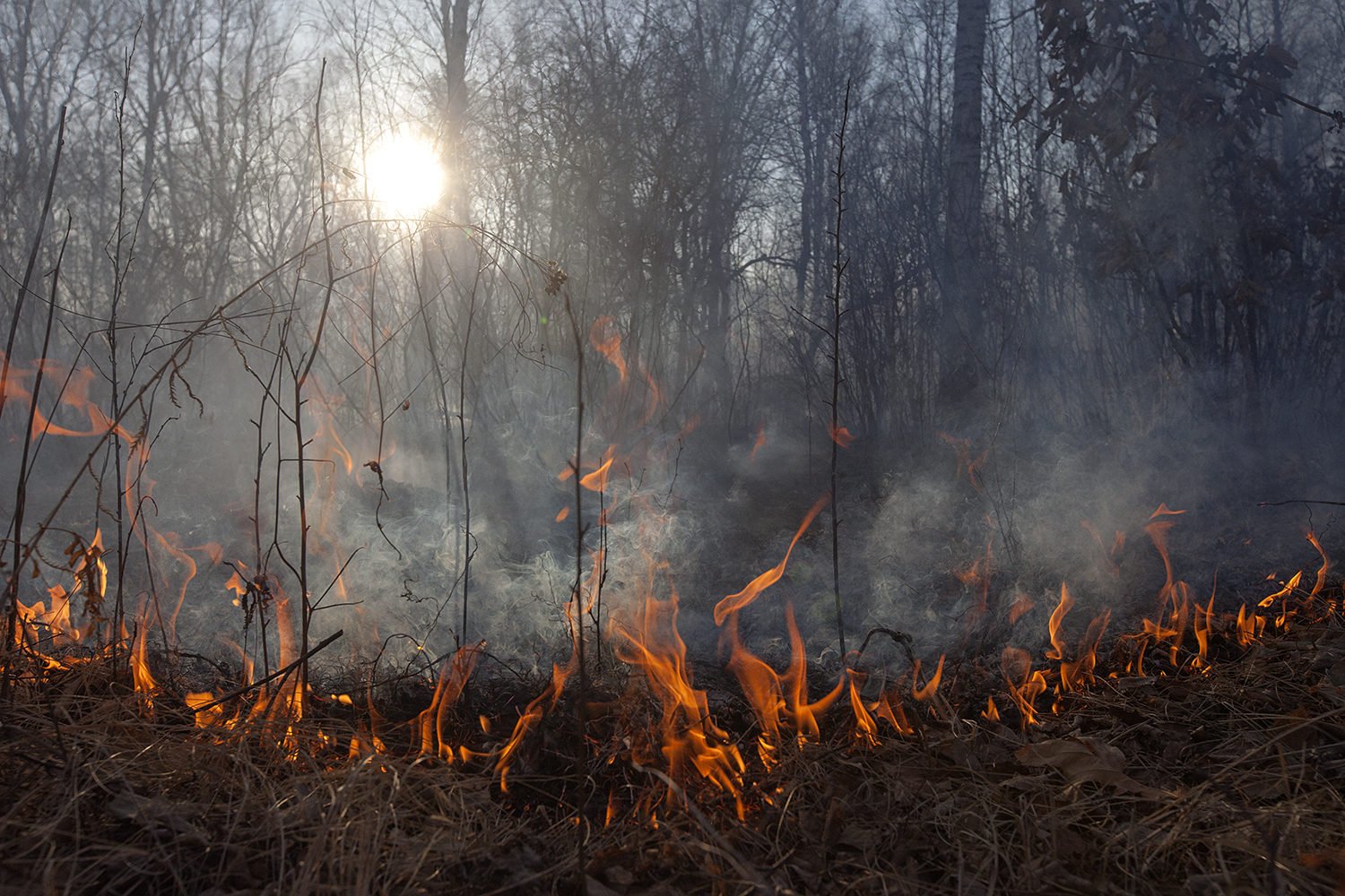 Лесные пожарища. Природные пожары. Пожар в лесу. Лес в огне. Горящий лес.