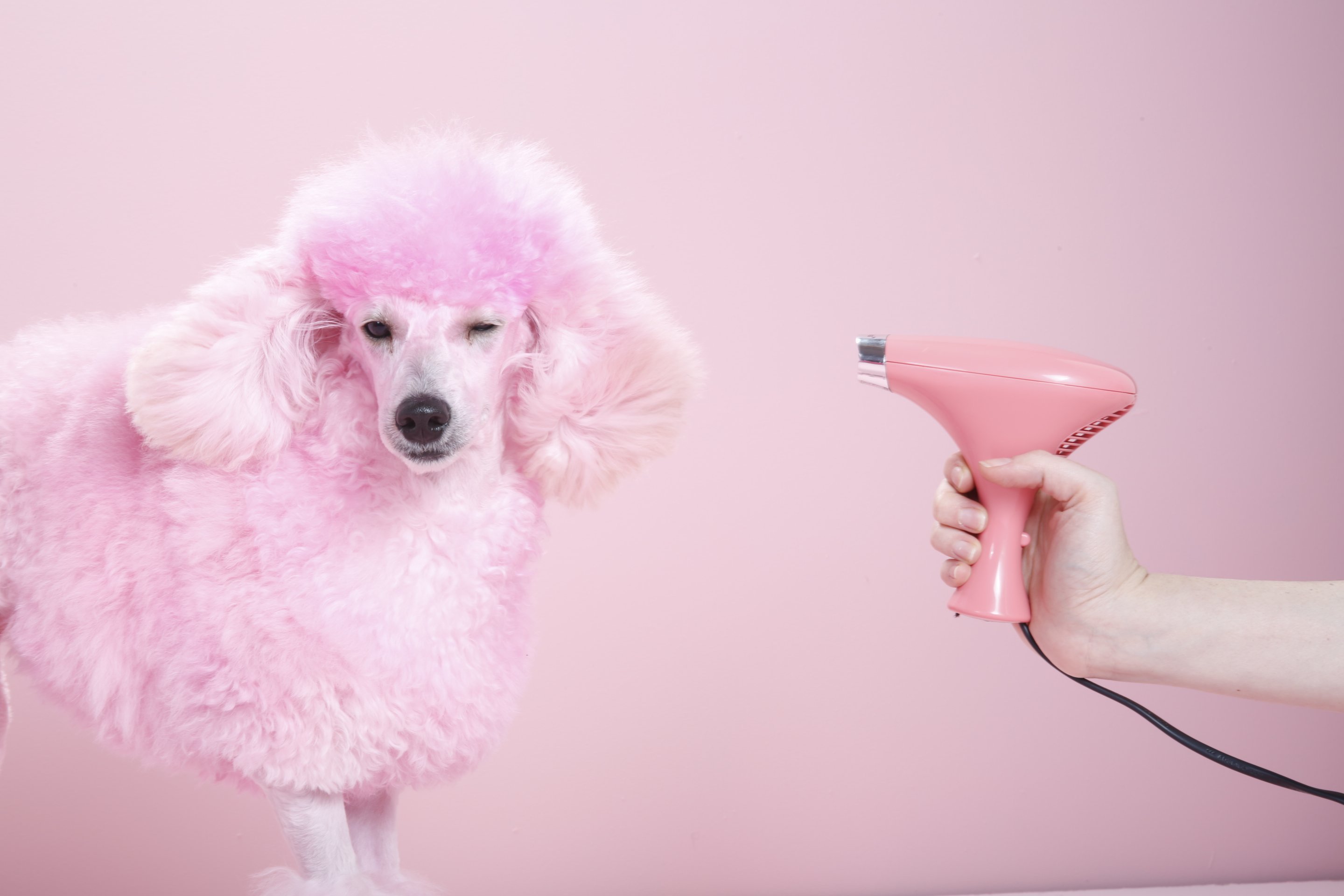 Мыло пудель. Собака пудель. Пудель альбинос. Разноцветные Пудели. Розовый пудель.