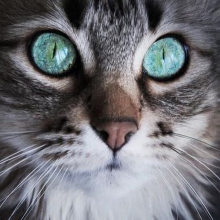 Глаза серьезного кота