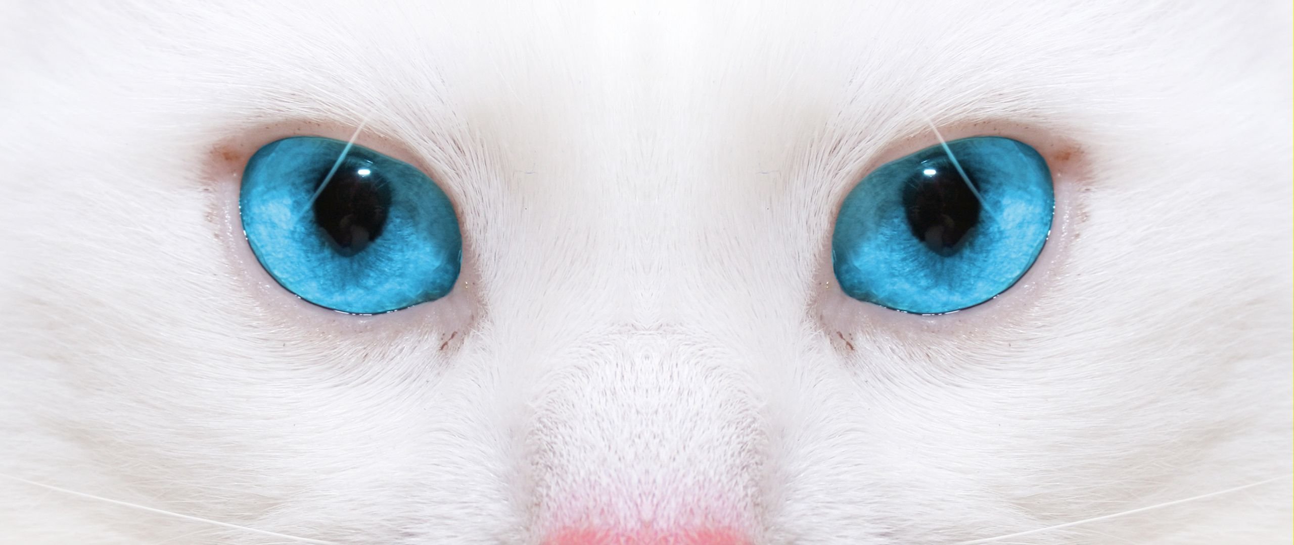 Какие обои на телефон сейчас котенком с голубыми глазами