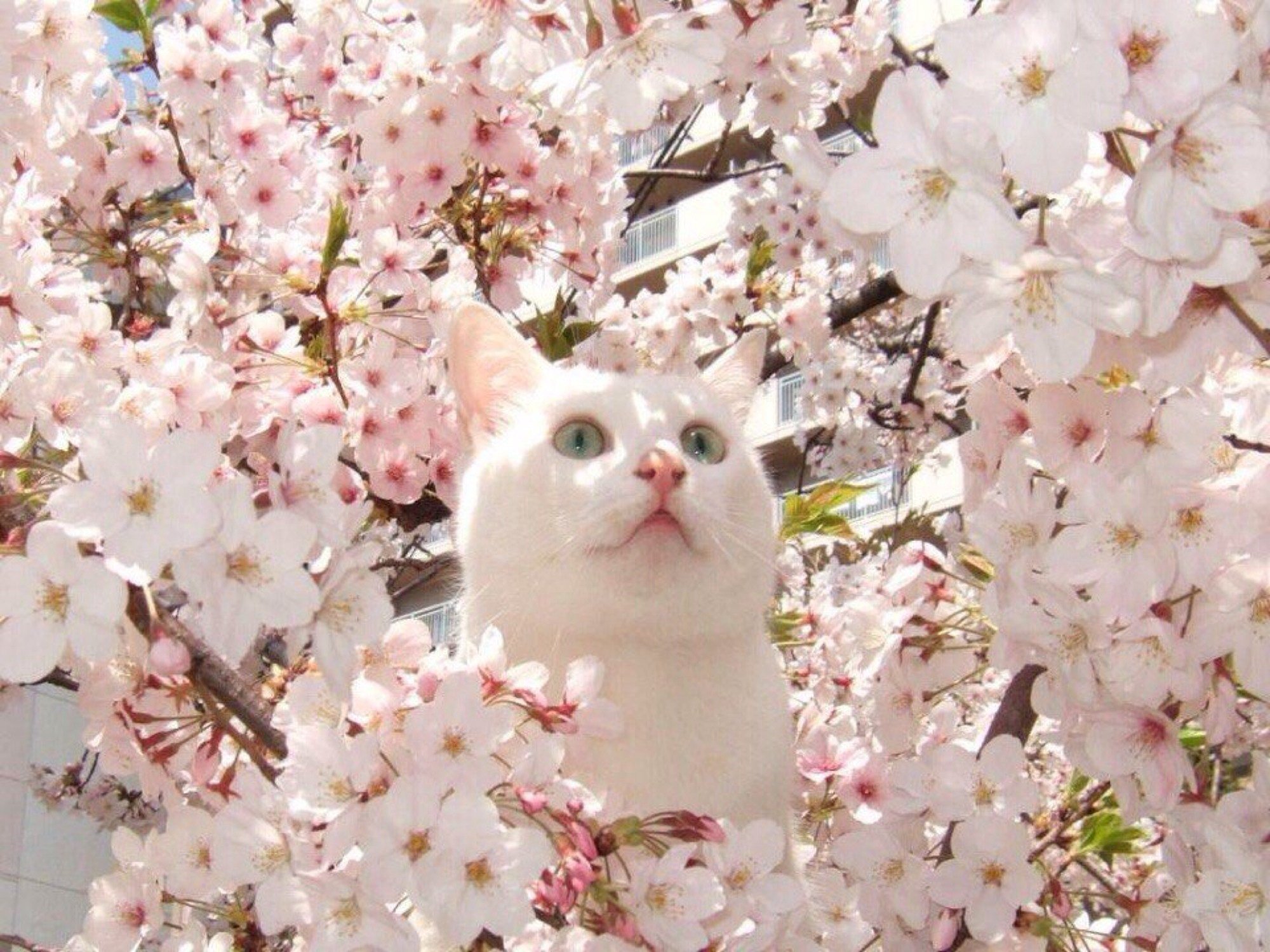 Картинки весенние красивые веселые. Весенняя кошка. Весеннее настроение. Кошка в цветах.