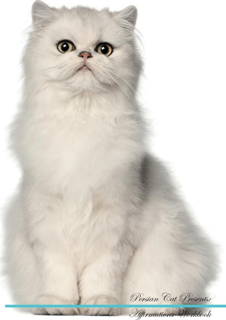 Персидская кошка фото на белом фоне